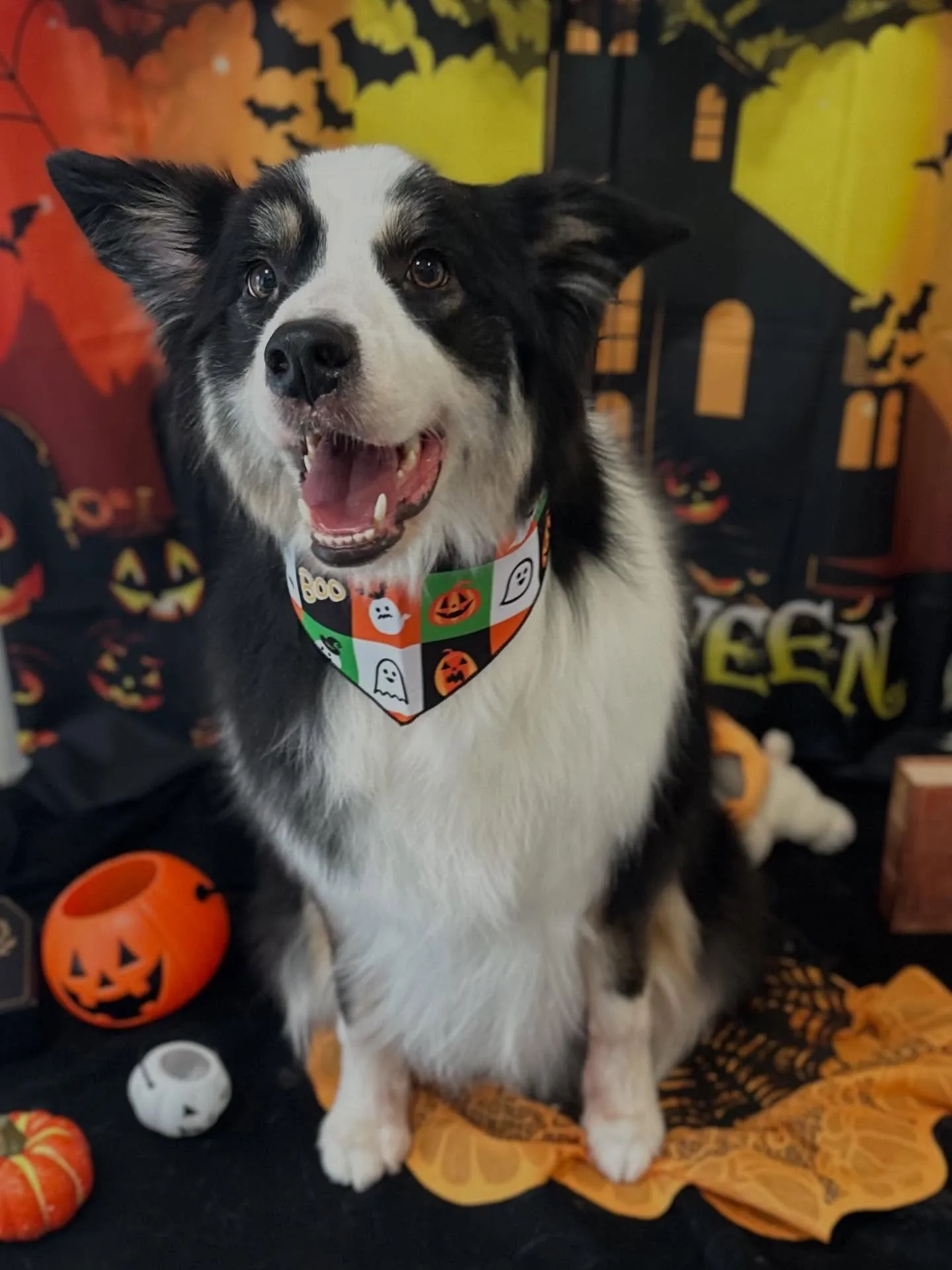 トリミングのセットメニューに来てくれたわんこたちです🎶