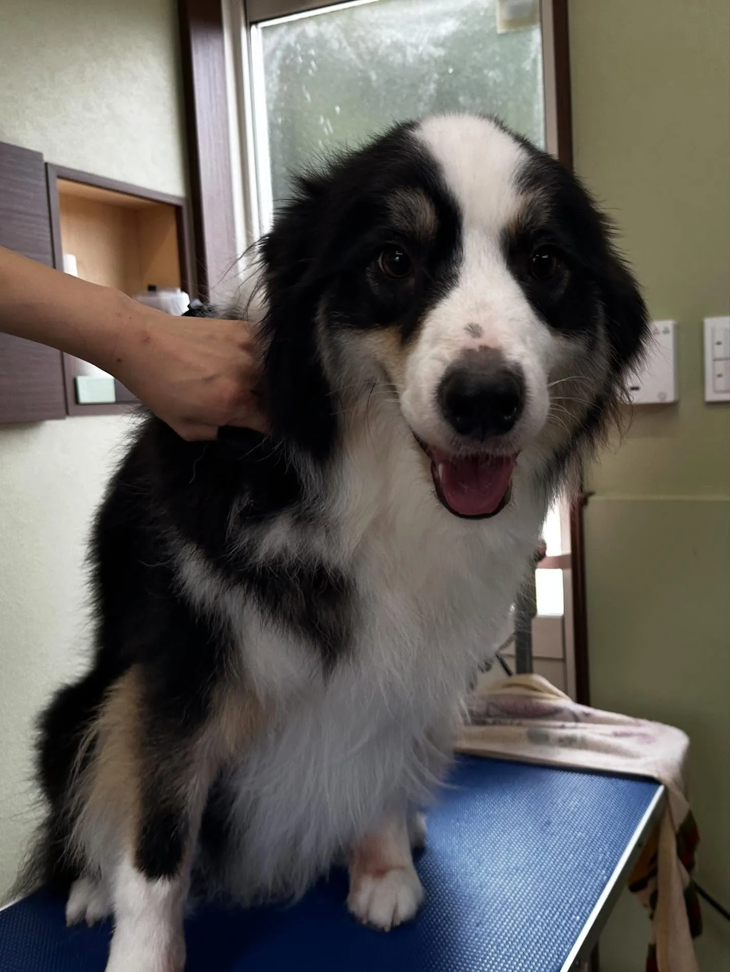 トリミングのセットメニューに来てくれたわんこたちです🎶