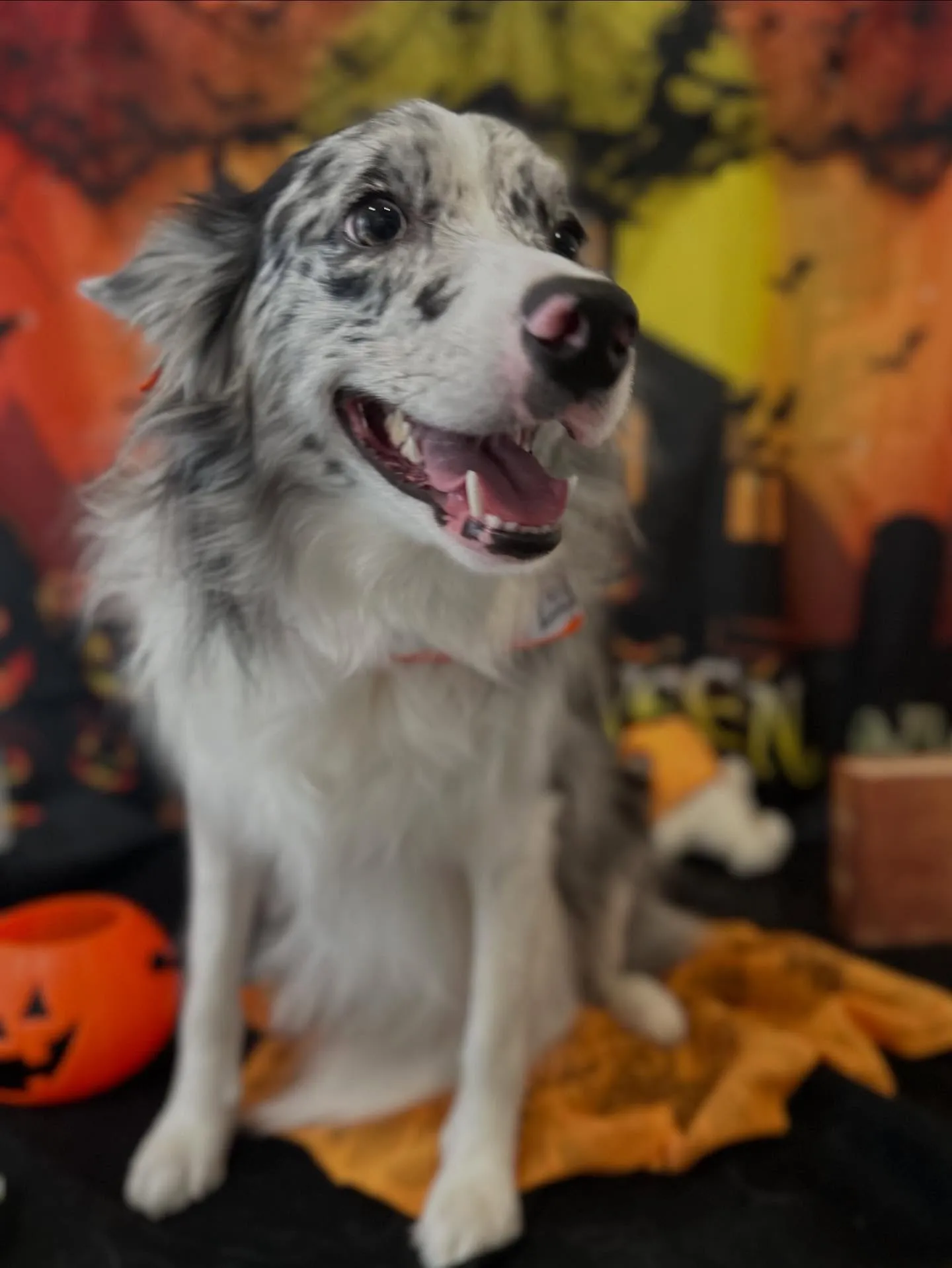 トリミングのセットメニューに来てくれたわんこたちです🎶