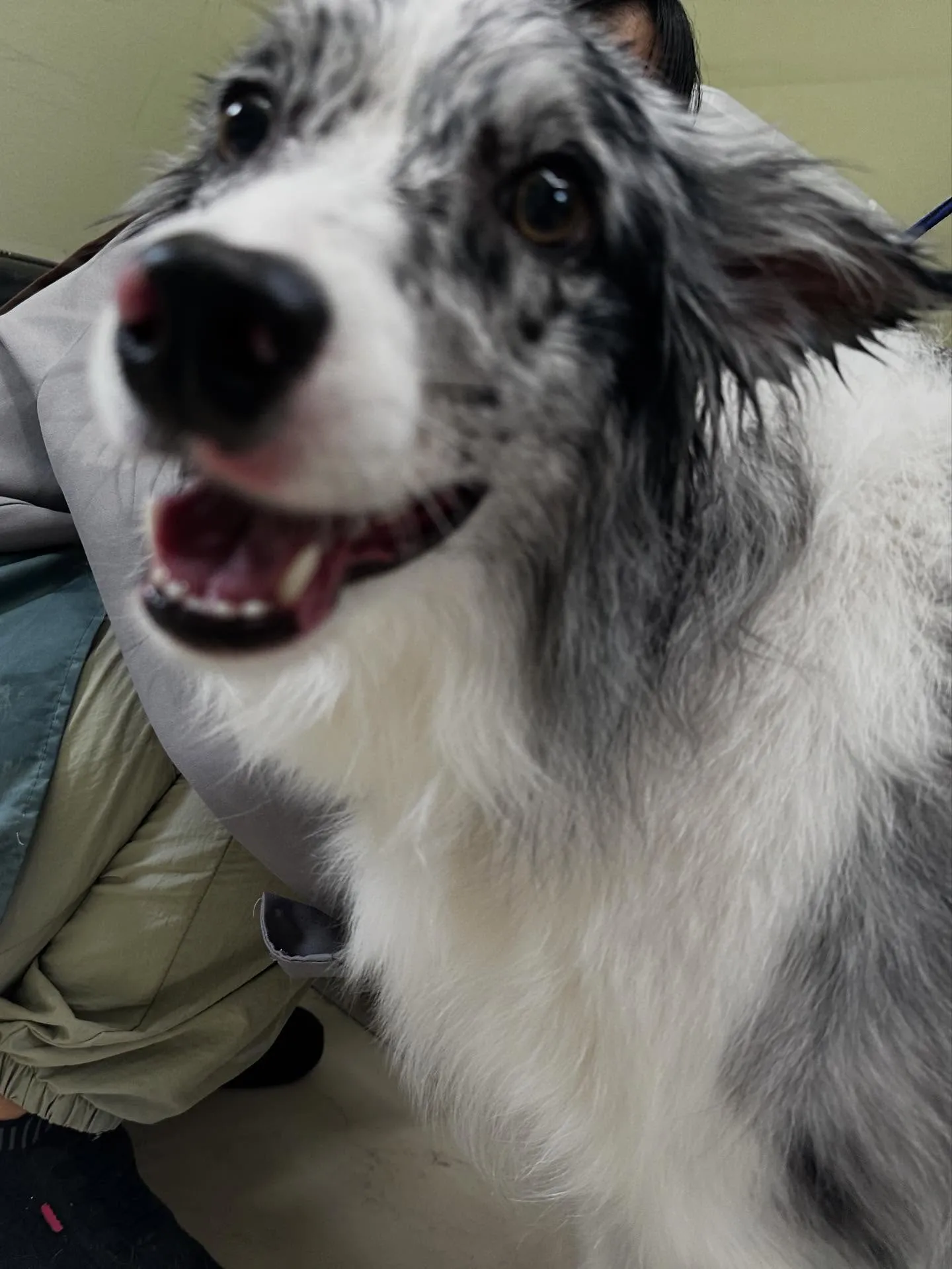 トリミングのセットメニューに来てくれたわんこたちです🎶