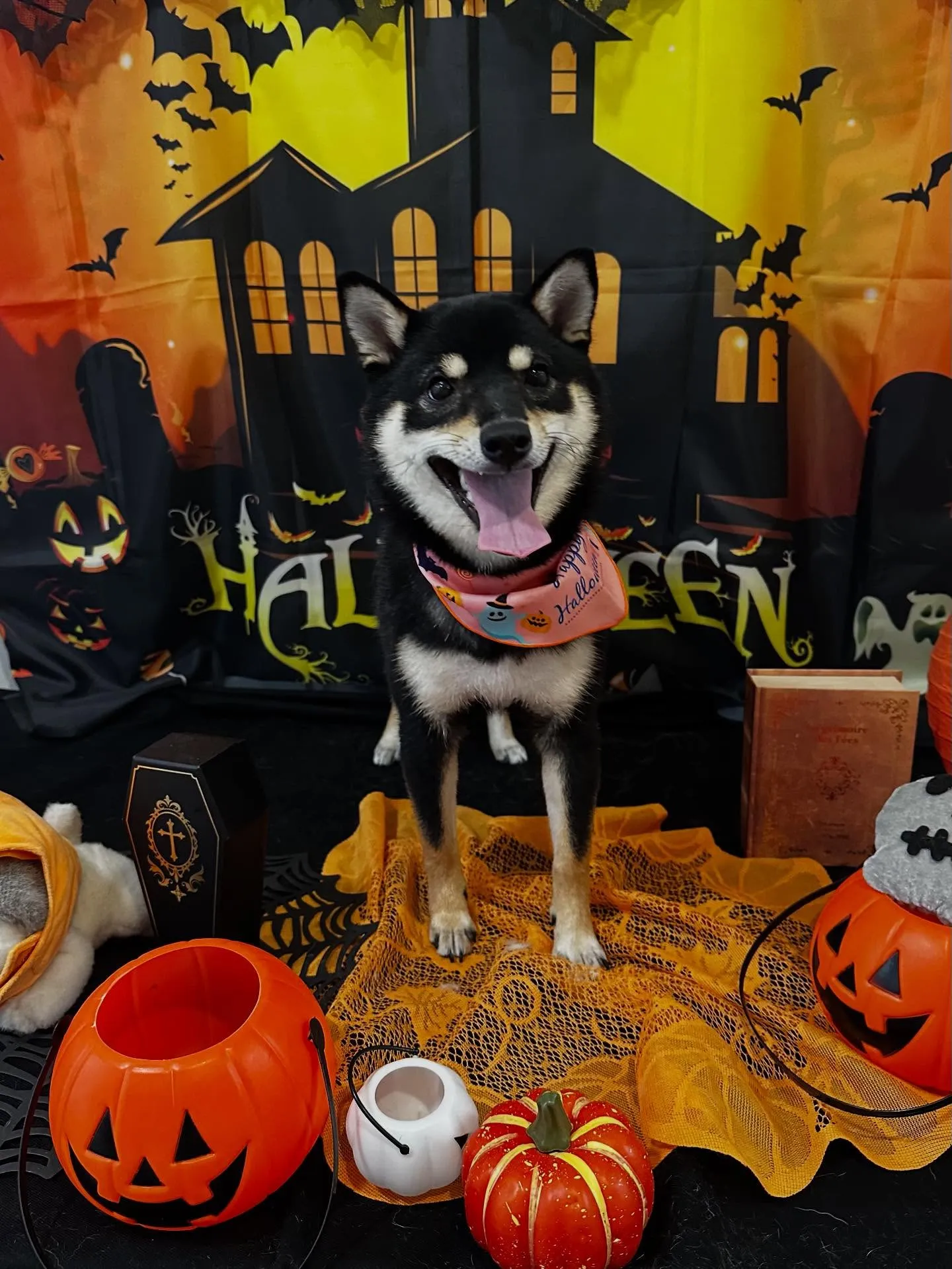 トリミングのセットメニューに来てくれたわんこたちです🎶