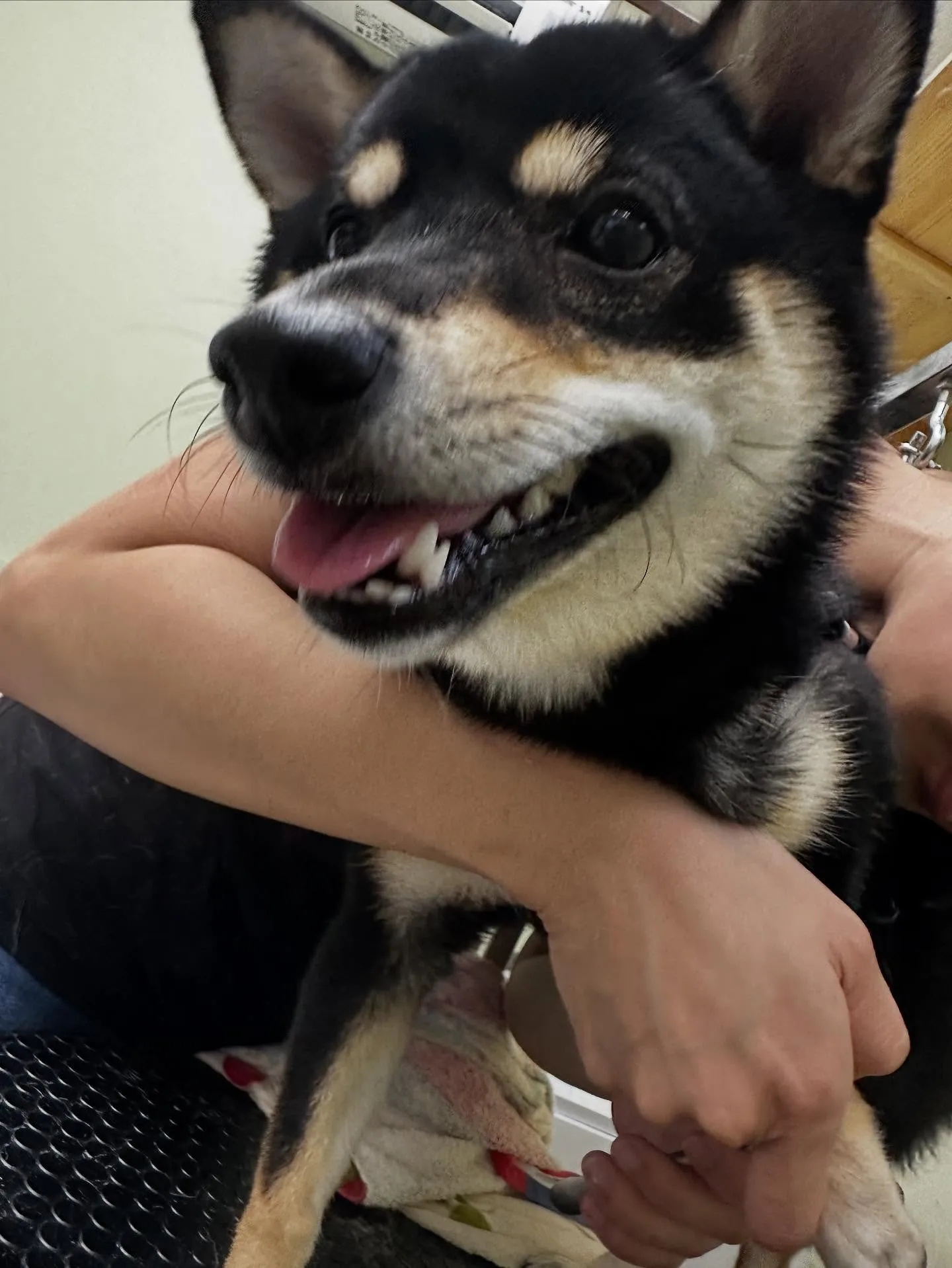 トリミングのセットメニューに来てくれたわんこたちです🎶