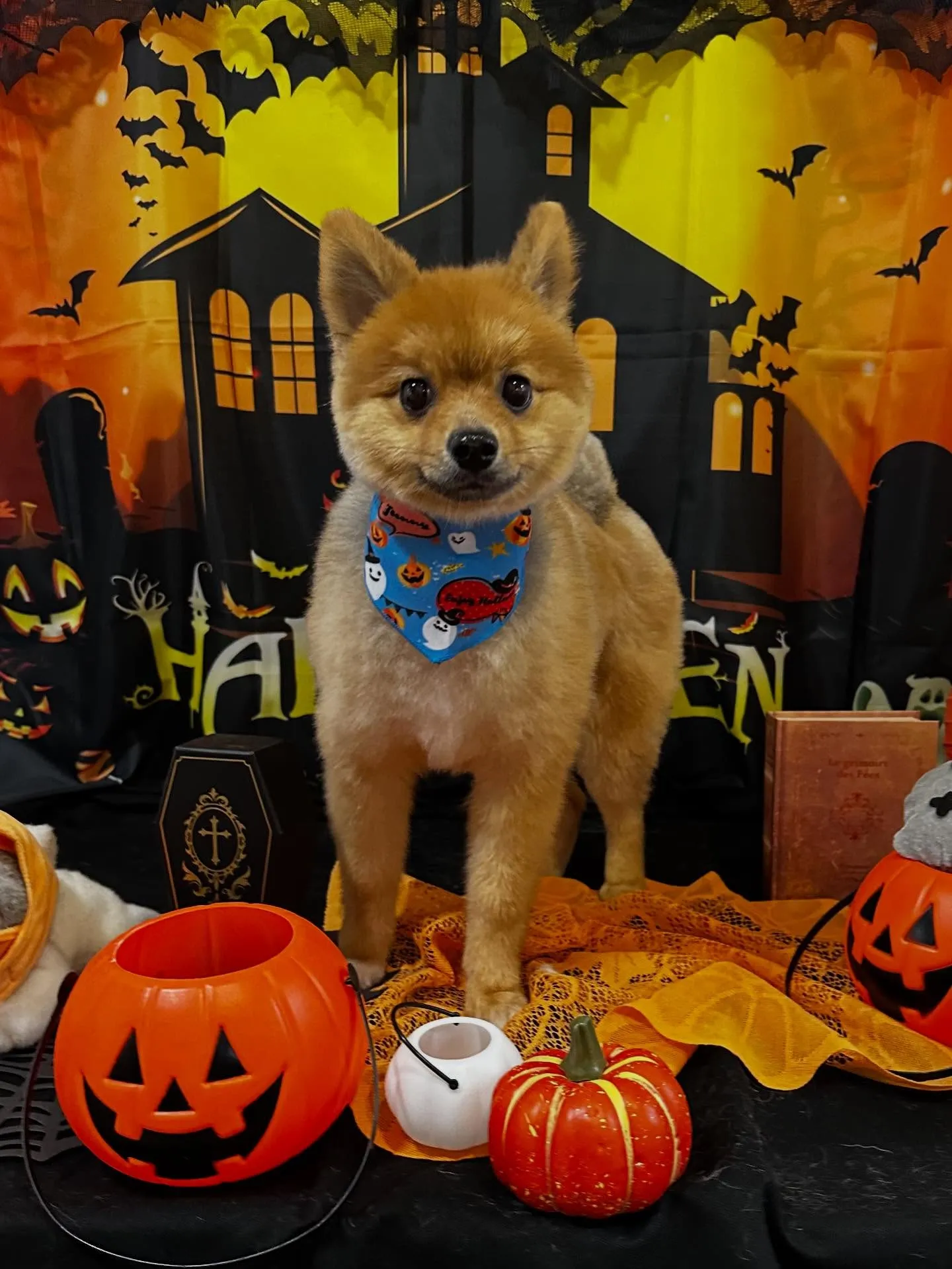 トリミングのセットメニューに来てくれたわんこたちです🎶