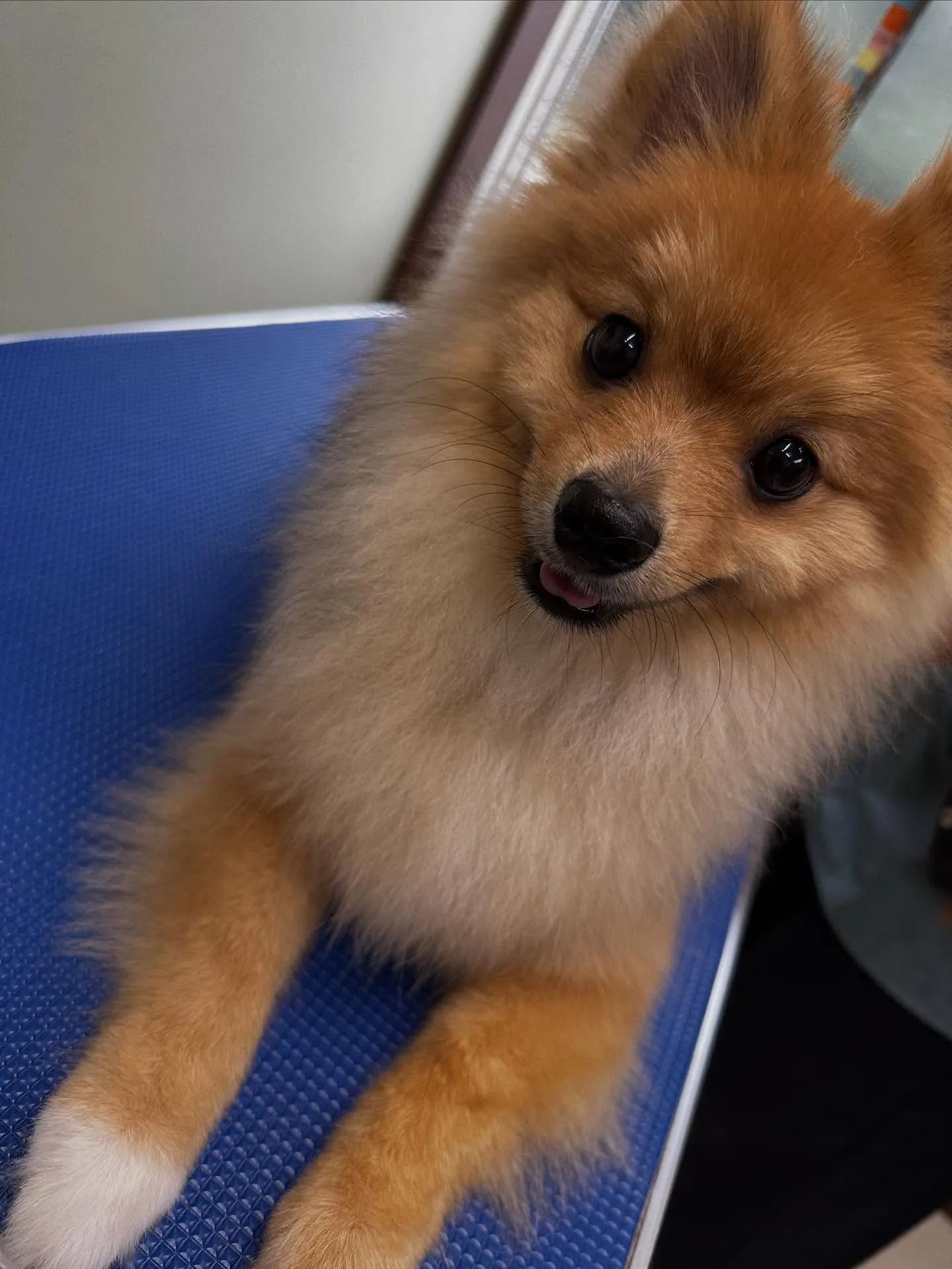 トリミングのセットメニューに来てくれたわんこたちです🎶