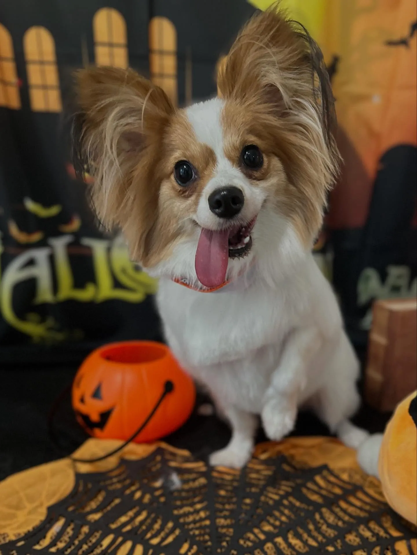 トリミングのセットメニューに来てくれたわんこたちです🎶