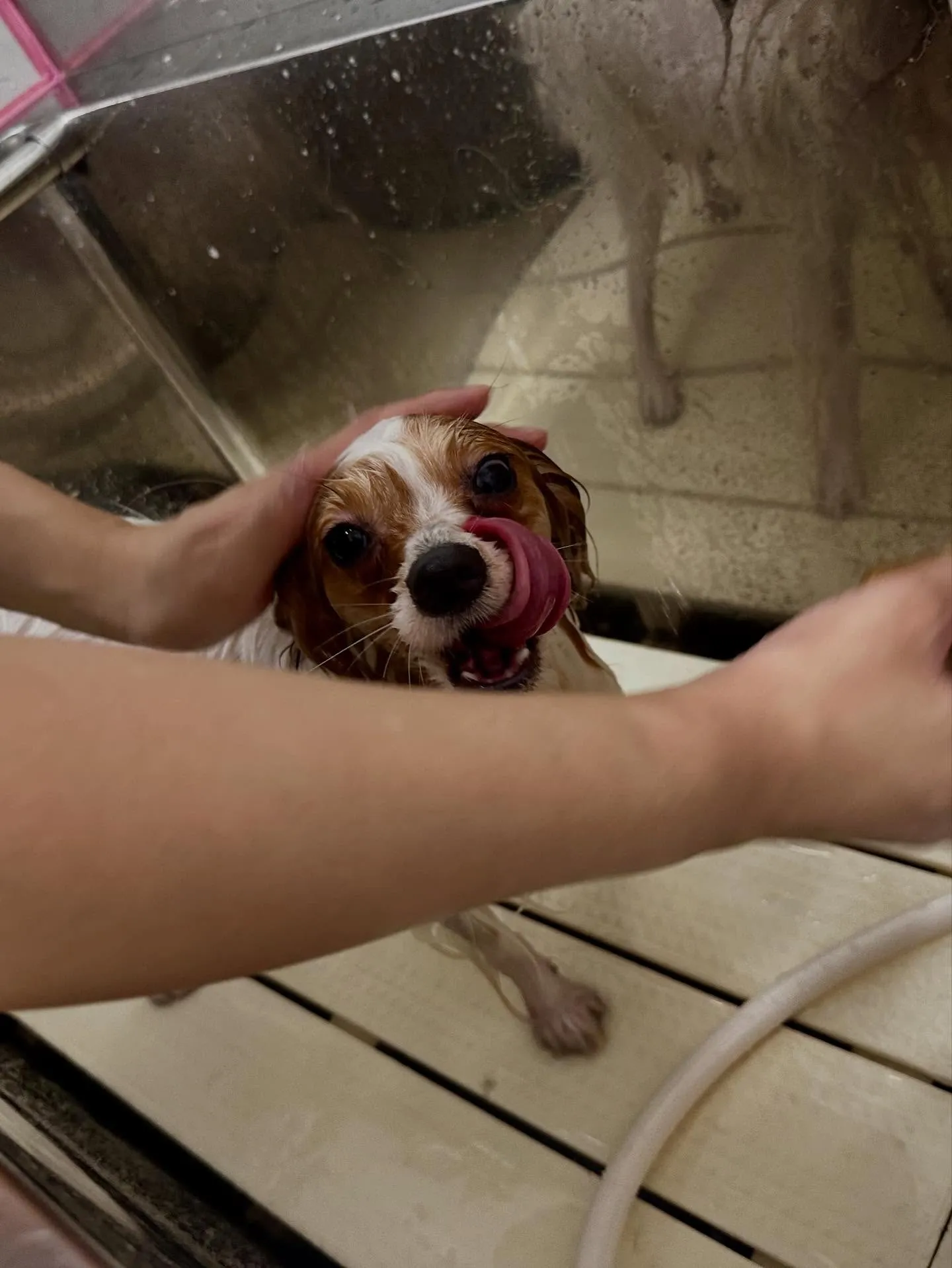 トリミングのセットメニューに来てくれたわんこたちです🎶