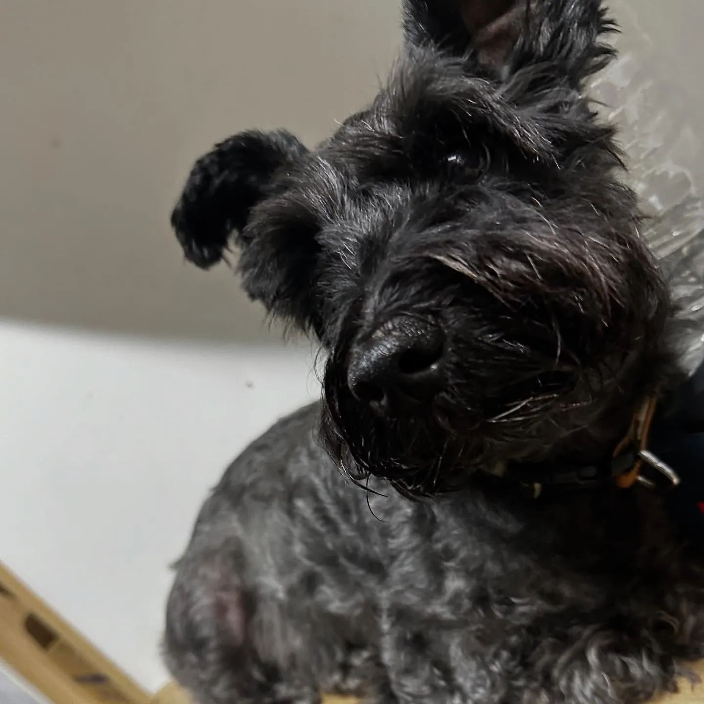 入会してくれたブッシュくんです🥰