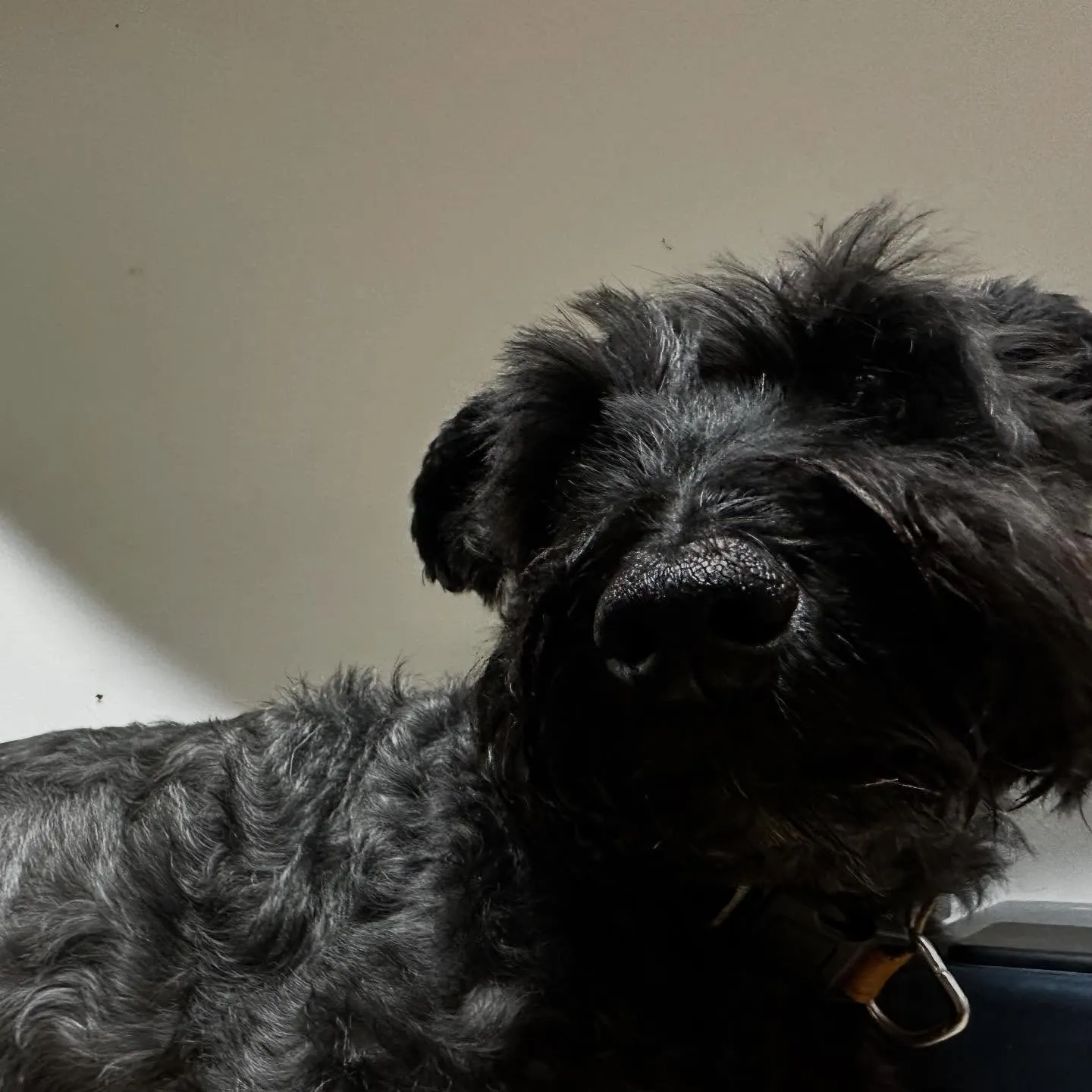 入会してくれたブッシュくんです🥰