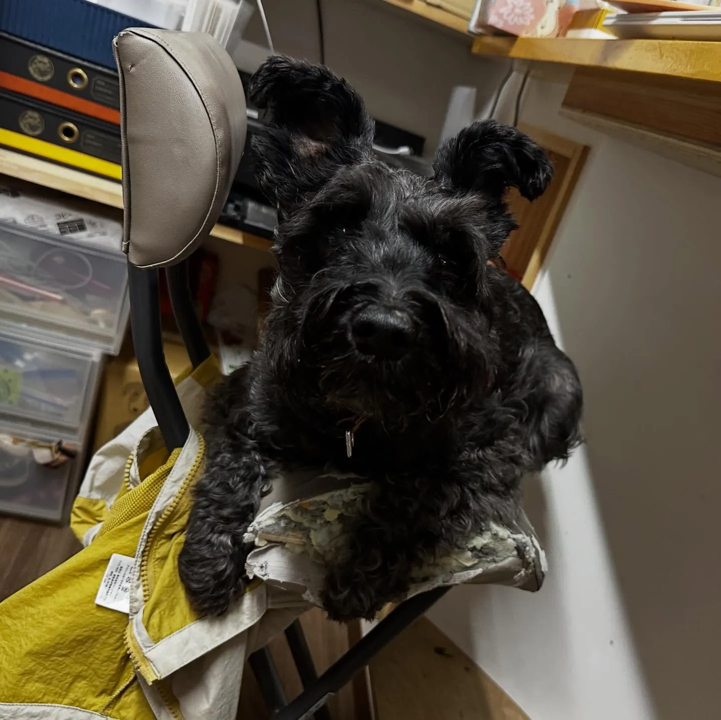 入会してくれたブッシュくんです🥰