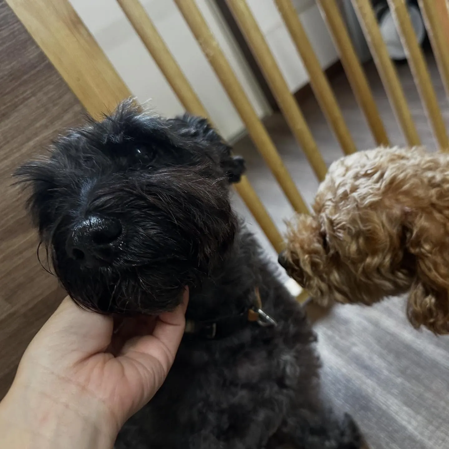 入会してくれたブッシュくんです🥰