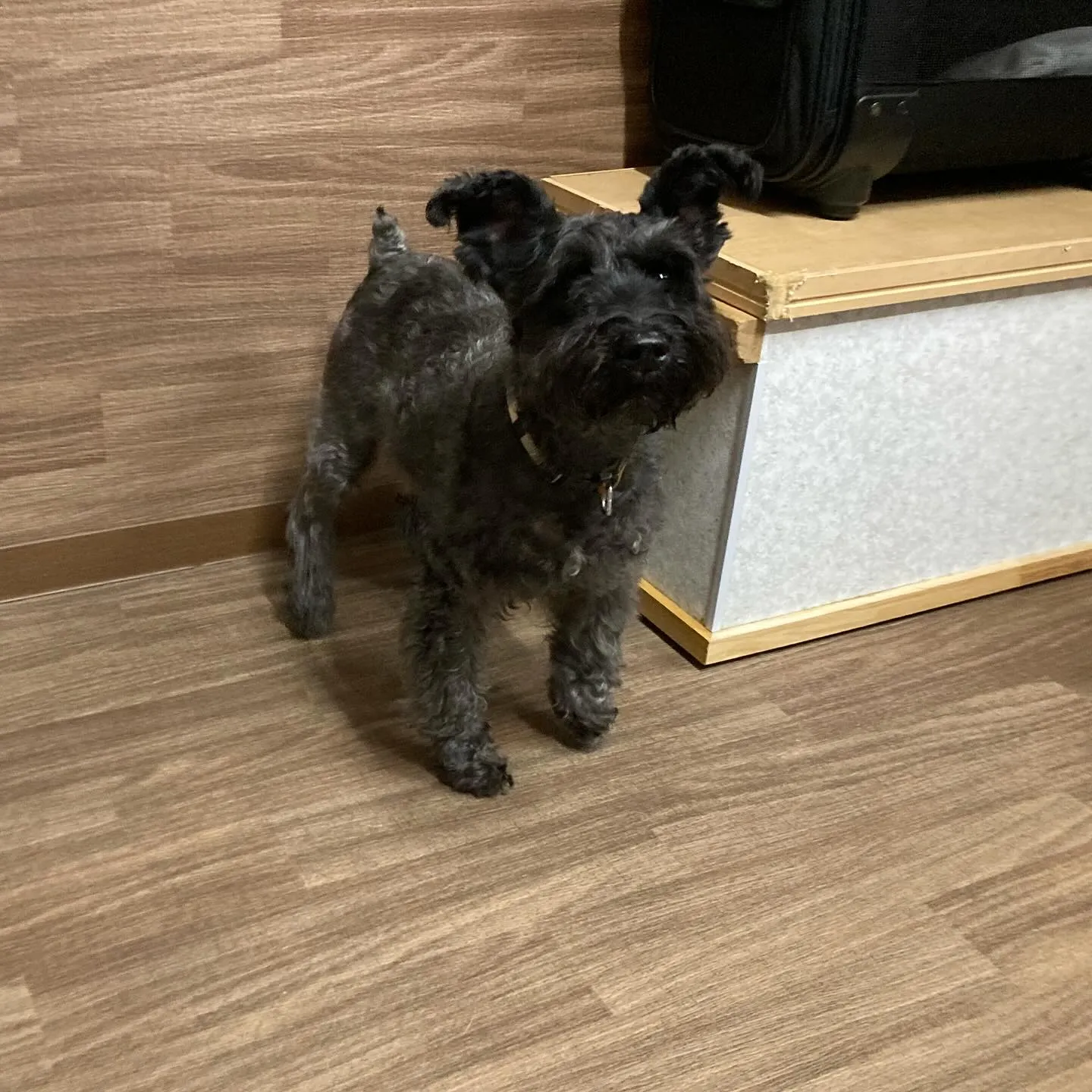 入会してくれたブッシュくんです🥰