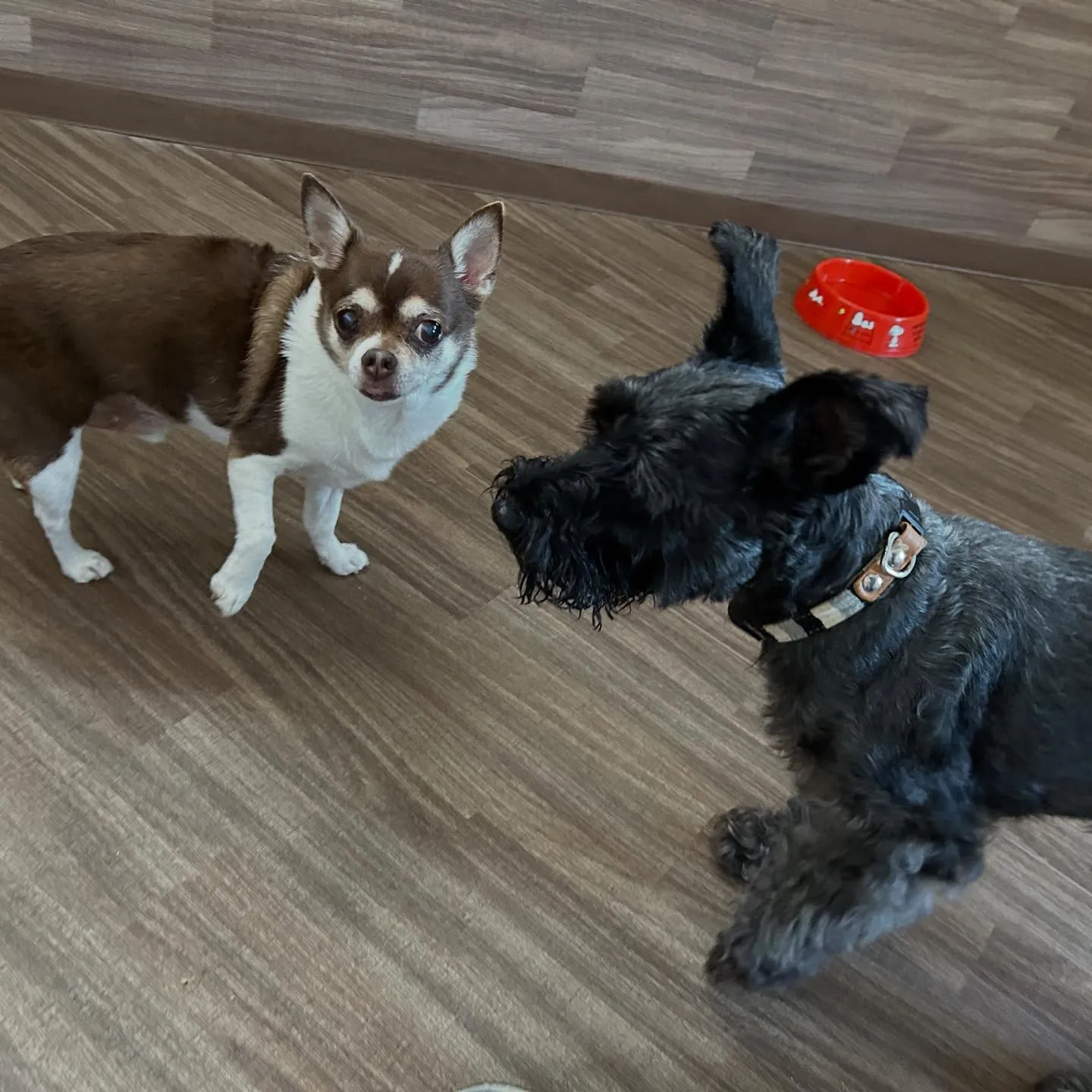 入会してくれたブッシュくんです🥰