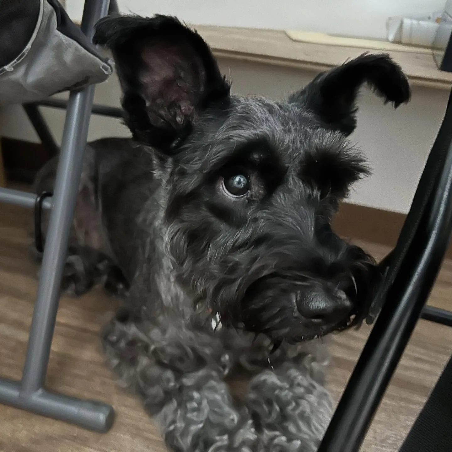 入会してくれたブッシュくんです🥰