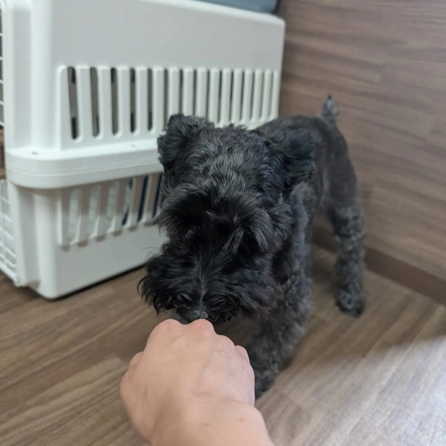 入会してくれたブッシュくんです🥰