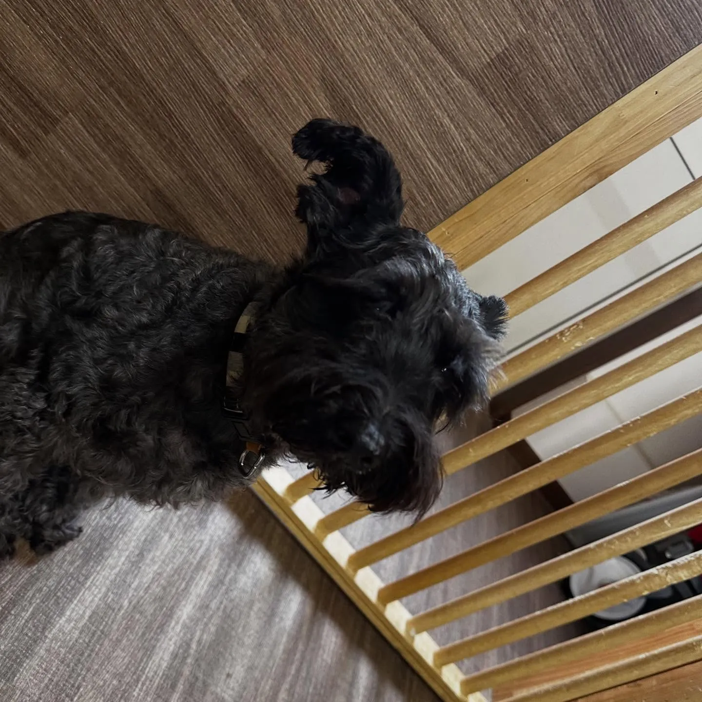 入会してくれたブッシュくんです🥰