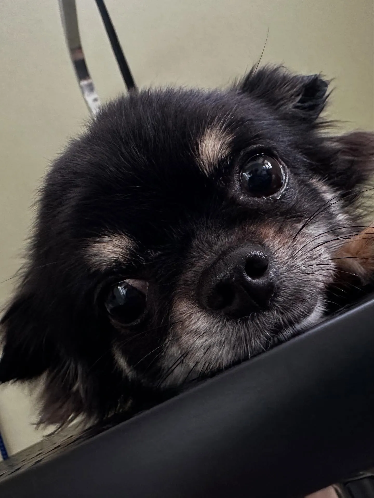 トリミングのセットメニューをご利用頂いたわんこたち🎶