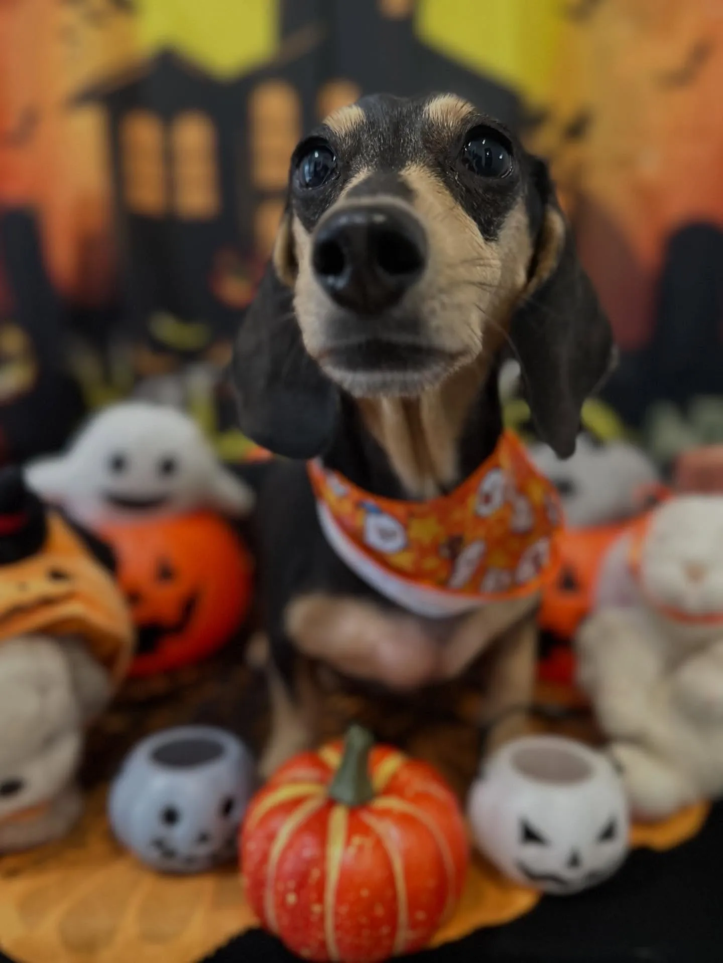 トリミングのセットメニューをご利用頂いたわんこたち🎶