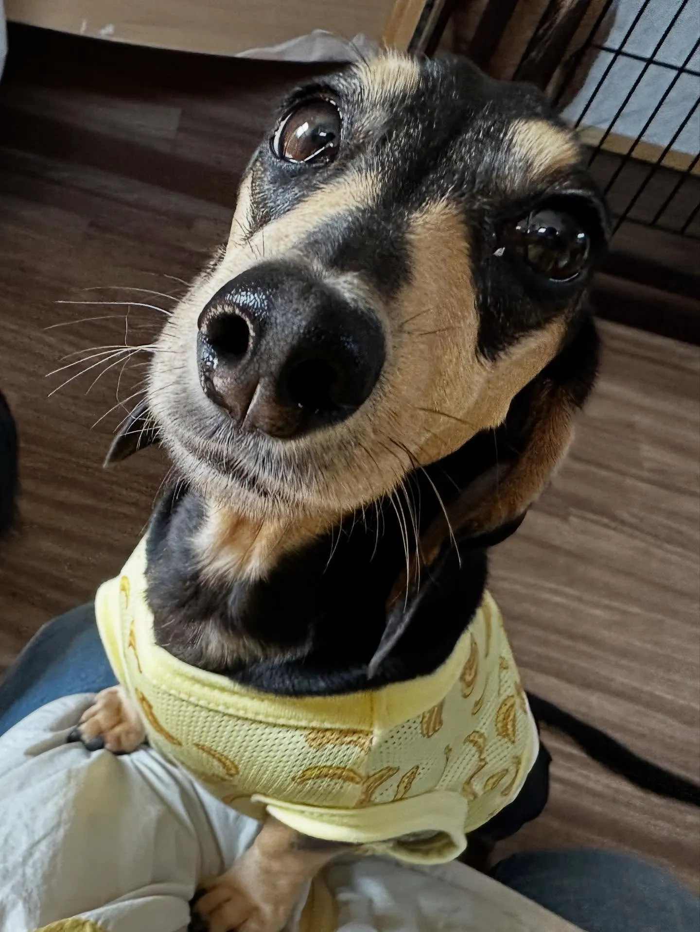 トリミングのセットメニューをご利用頂いたわんこたち🎶