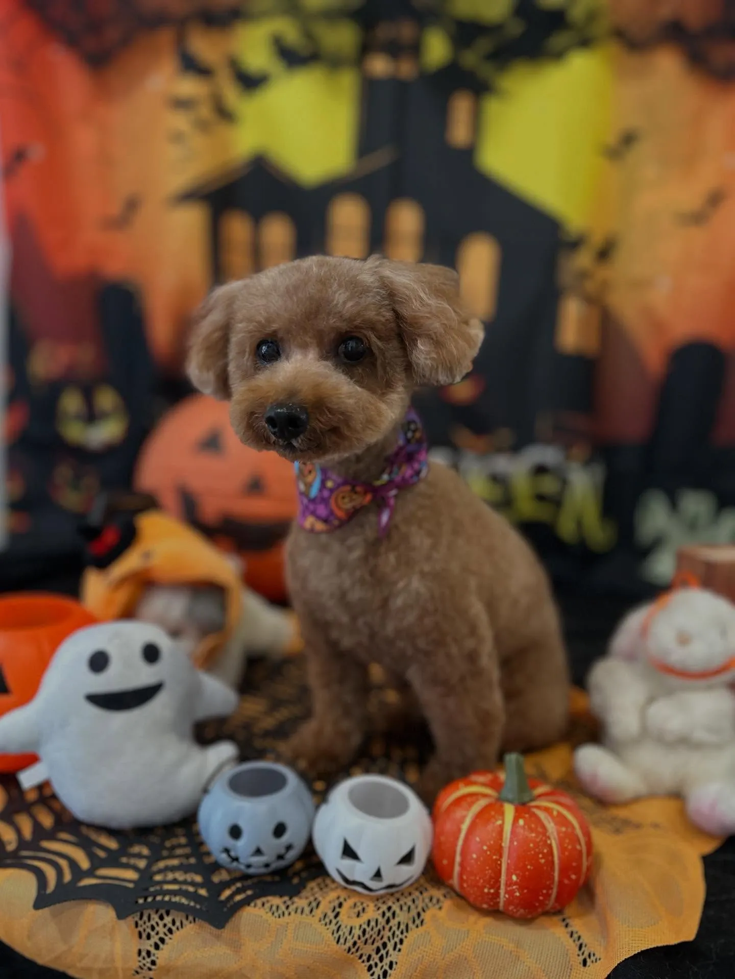 トリミングのセットメニューをご利用頂いたわんこたち🎶