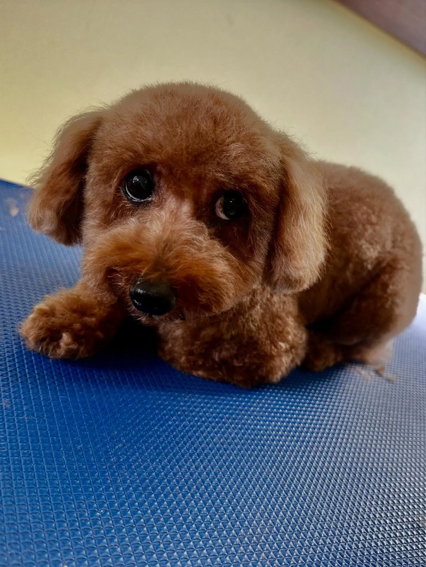 トリミングのセットメニューをご利用頂いたわんこたち🎶