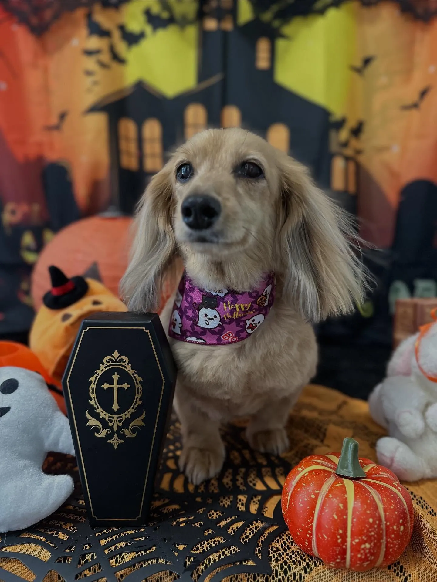 トリミングのセットメニューをご利用頂いたわんこたち🎶