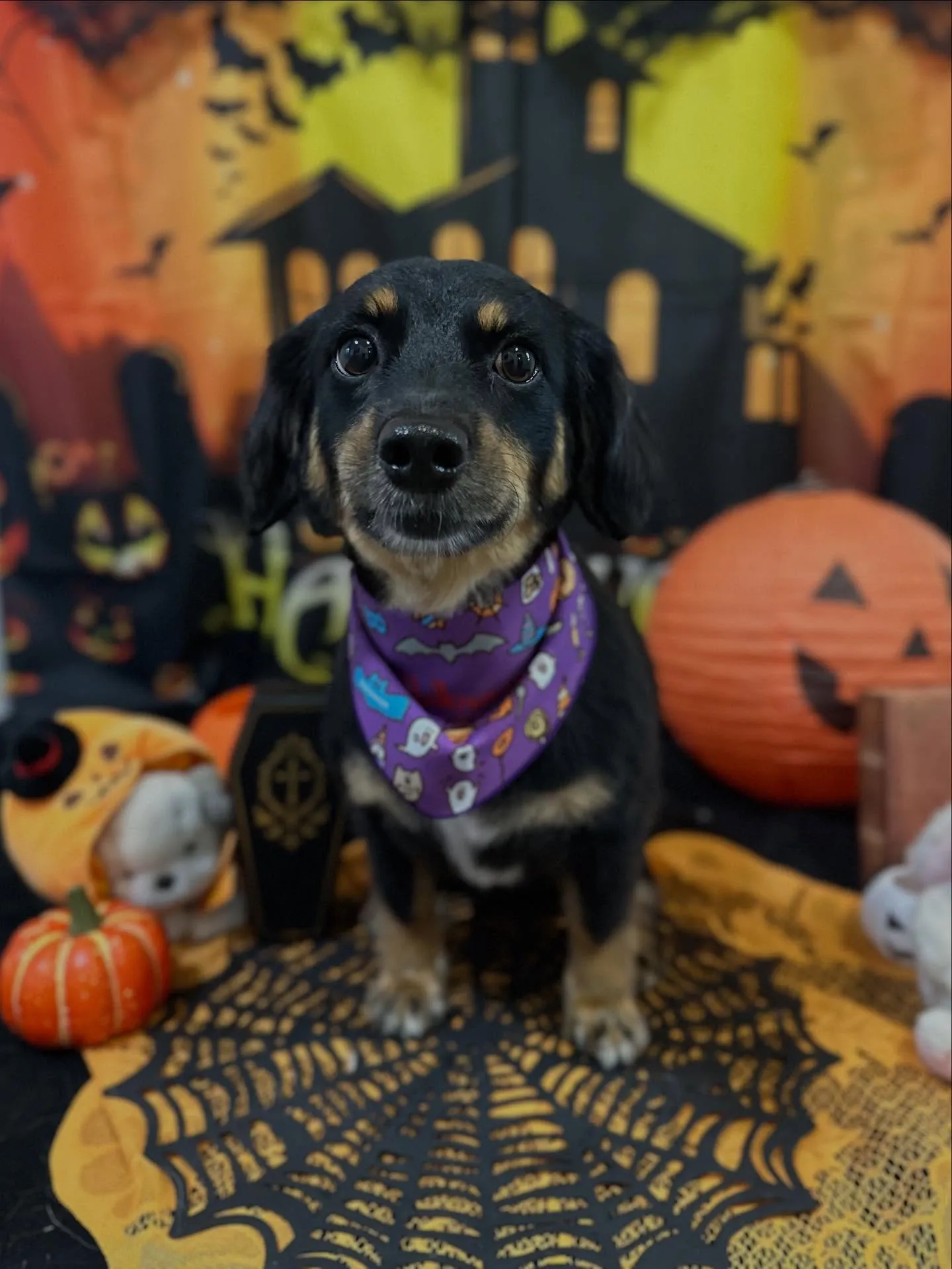 トリミングのセットメニューをご利用頂いたわんこたち🎶