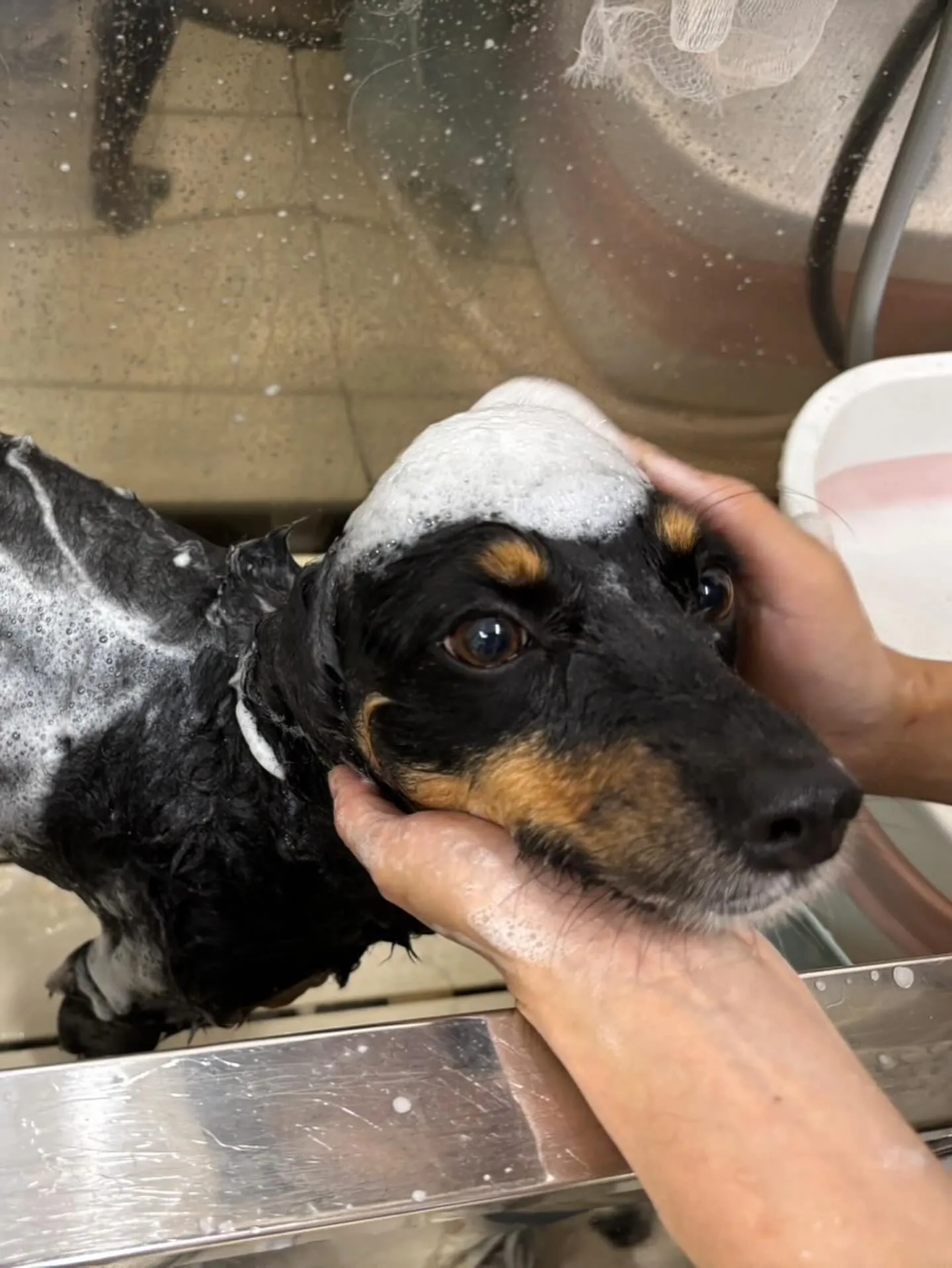 トリミングのセットメニューをご利用頂いたわんこたち🎶