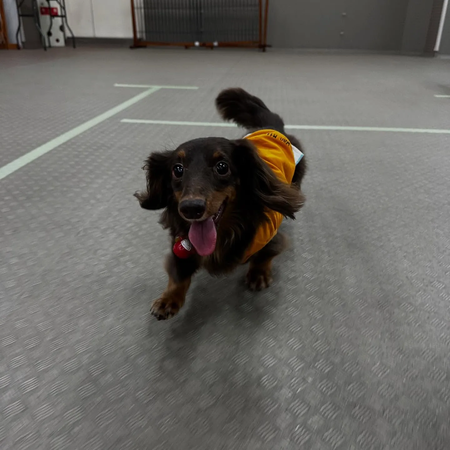 昨日の専門学校はカカオくんと一緒に行ってきました🚗³₃