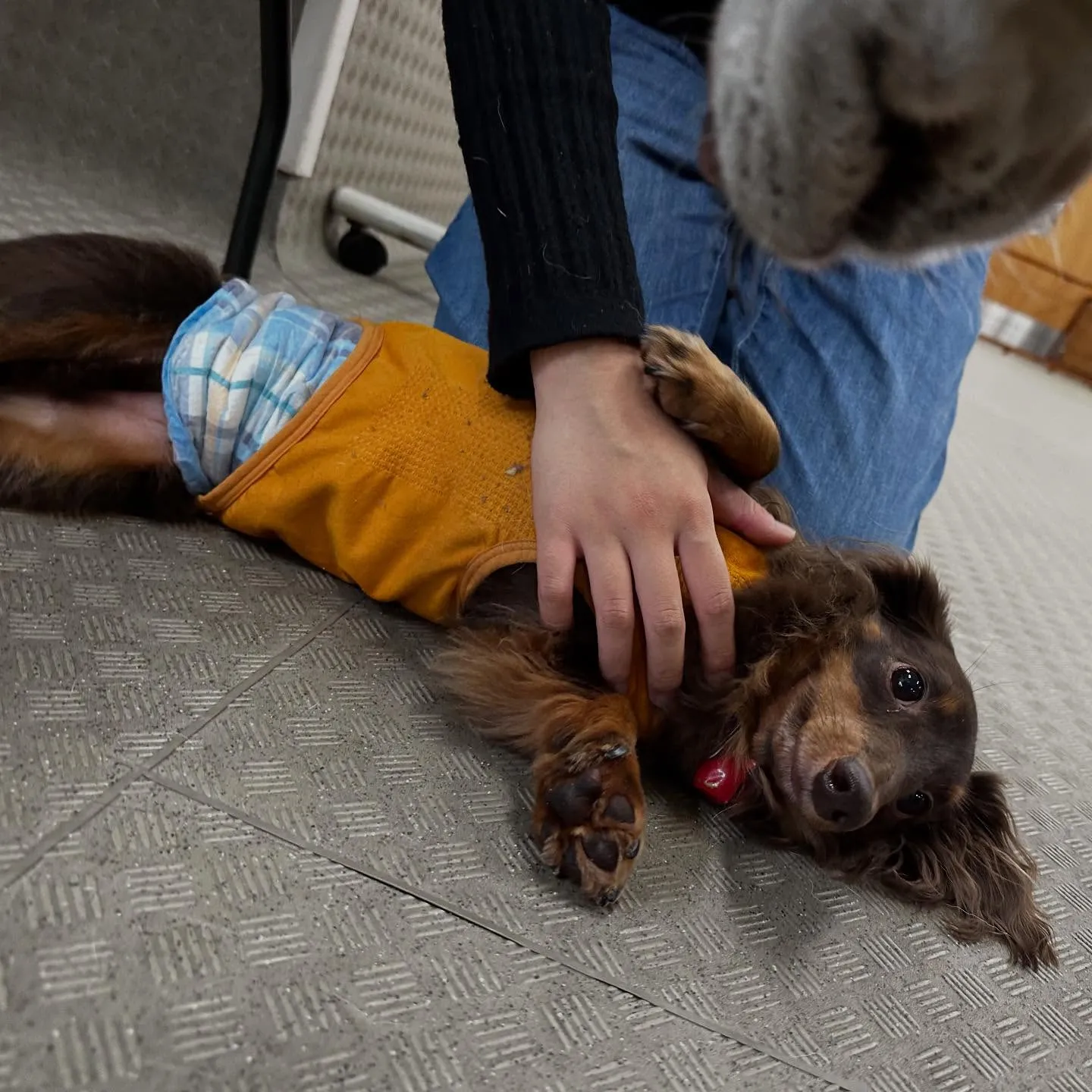 昨日の専門学校はカカオくんと一緒に行ってきました🚗³₃