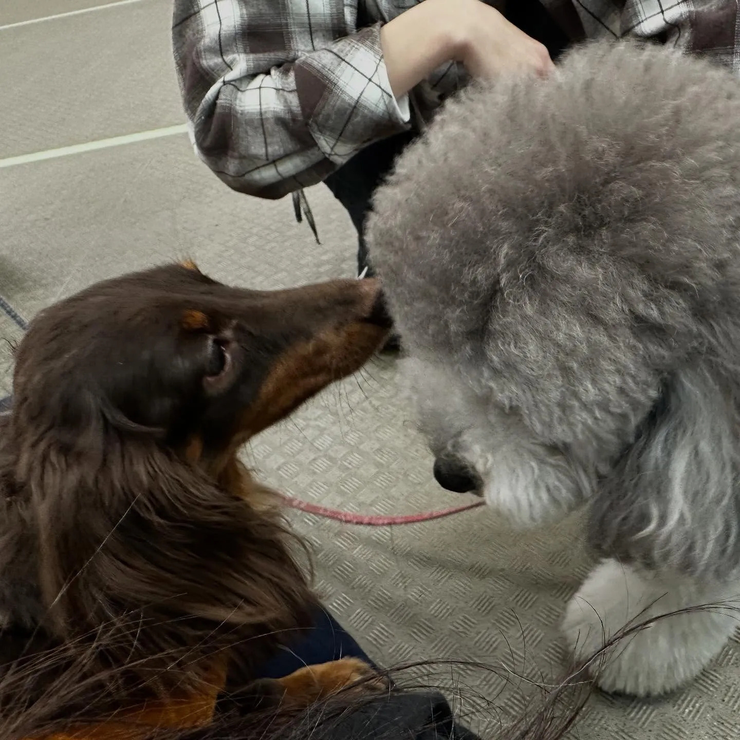 昨日の専門学校はカカオくんと一緒に行ってきました🚗³₃