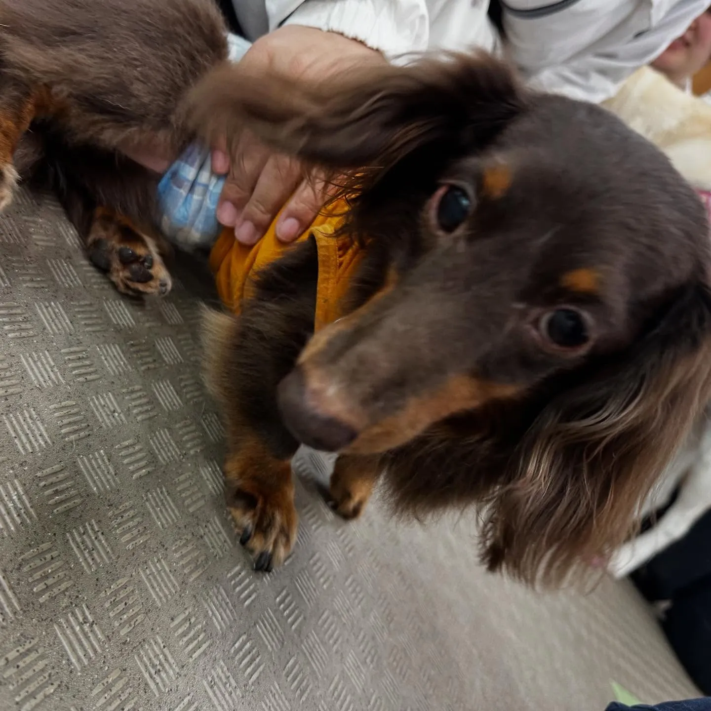 昨日の専門学校はカカオくんと一緒に行ってきました🚗³₃