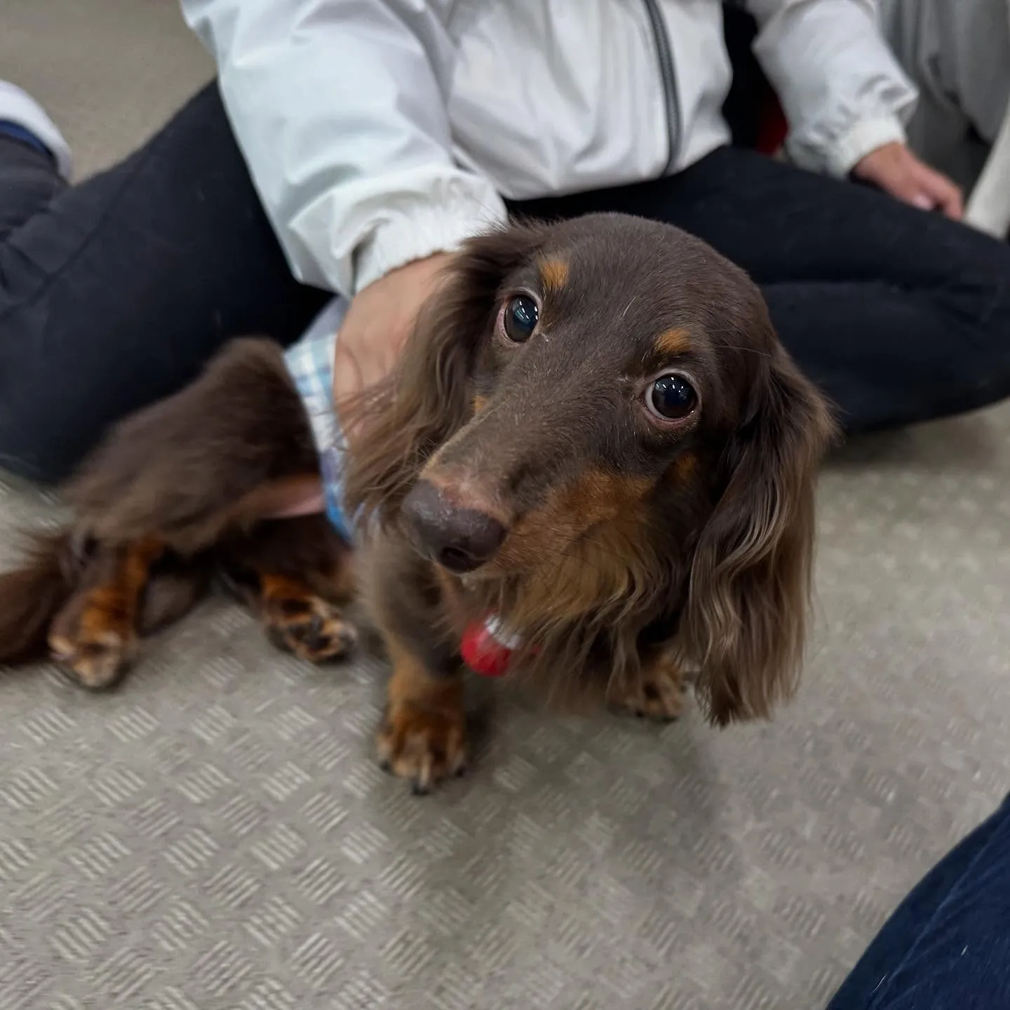 昨日の専門学校はカカオくんと一緒に行ってきました🚗³₃