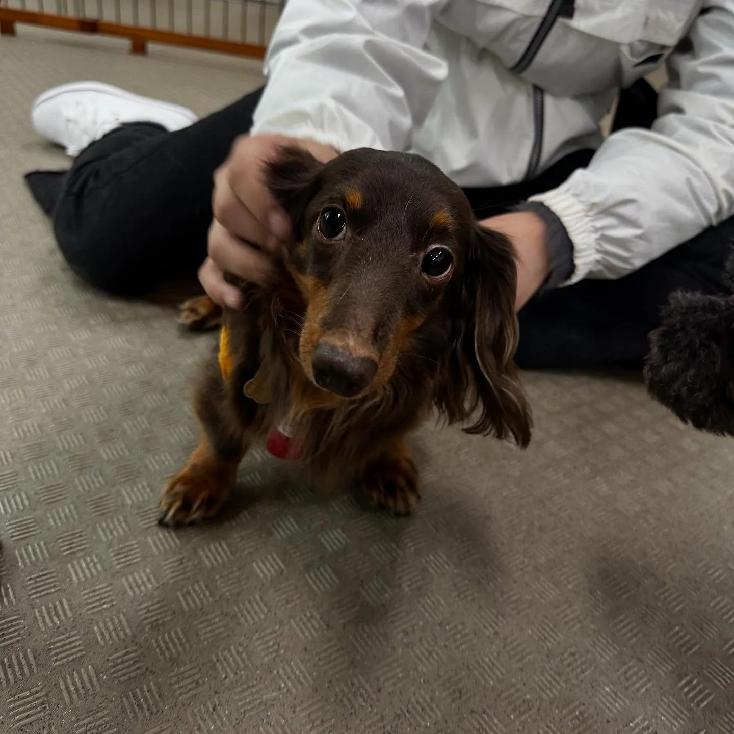 昨日の専門学校はカカオくんと一緒に行ってきました🚗³₃