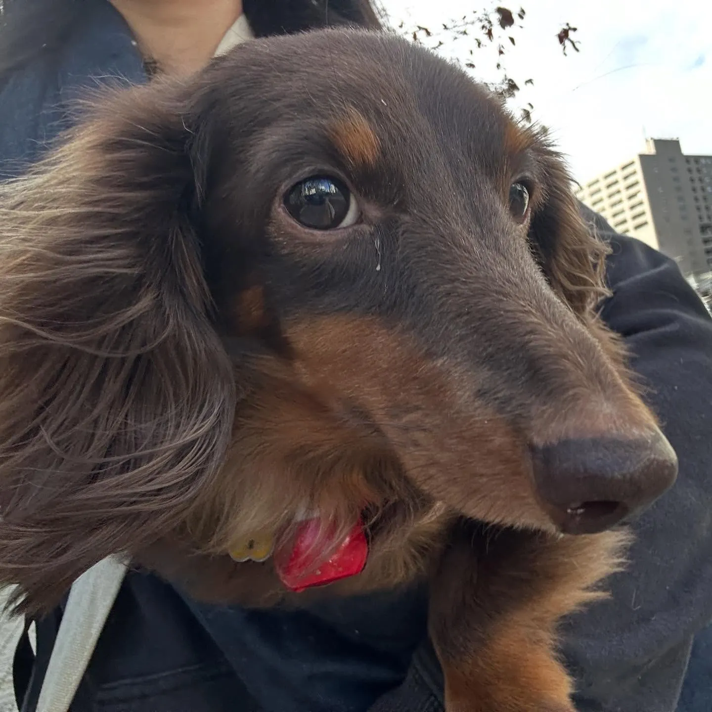 昨日の専門学校はカカオくんと一緒に行ってきました🚗³₃