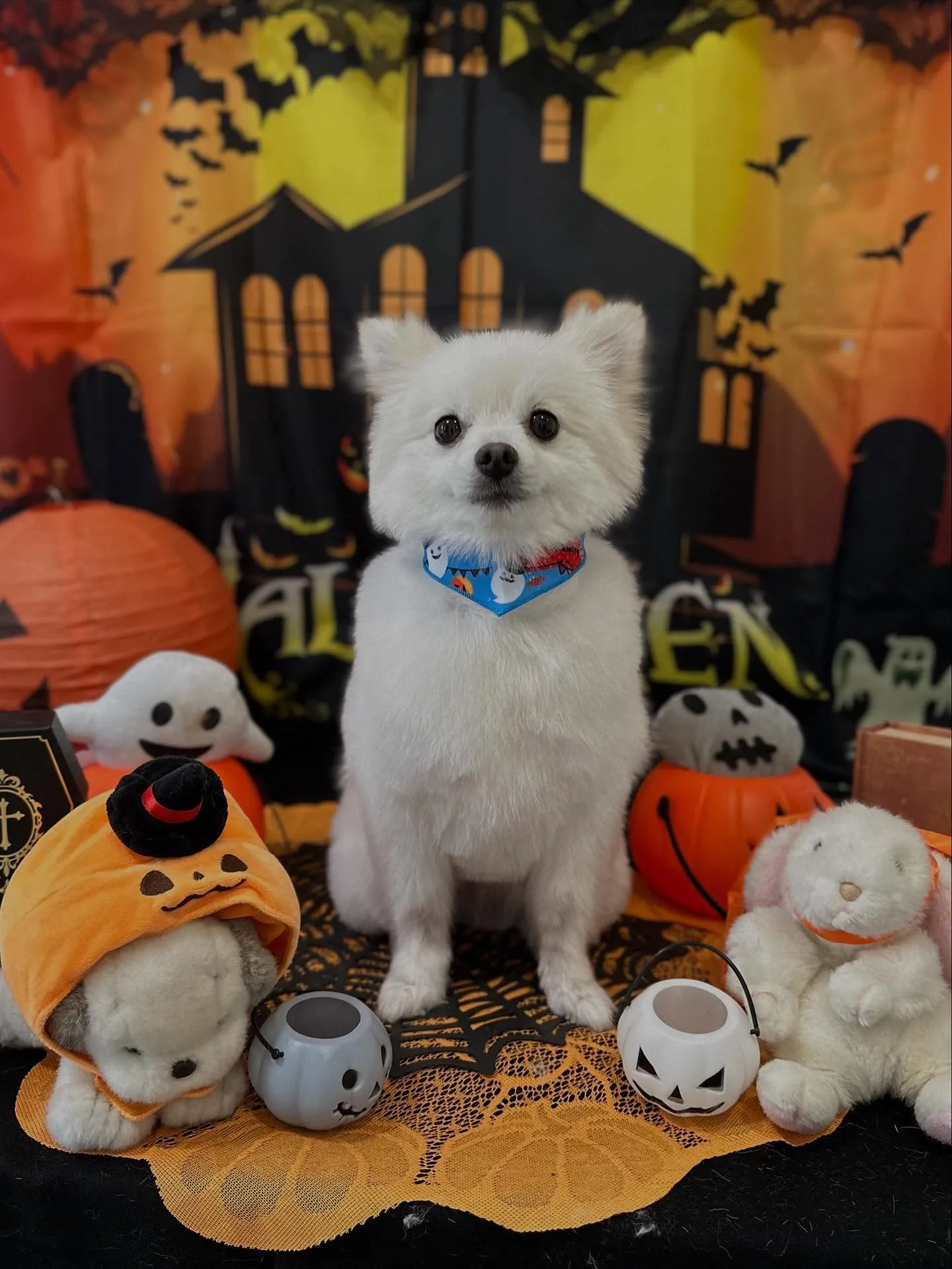 トリミングのセットメニューで来てくれたわんこたち🎶