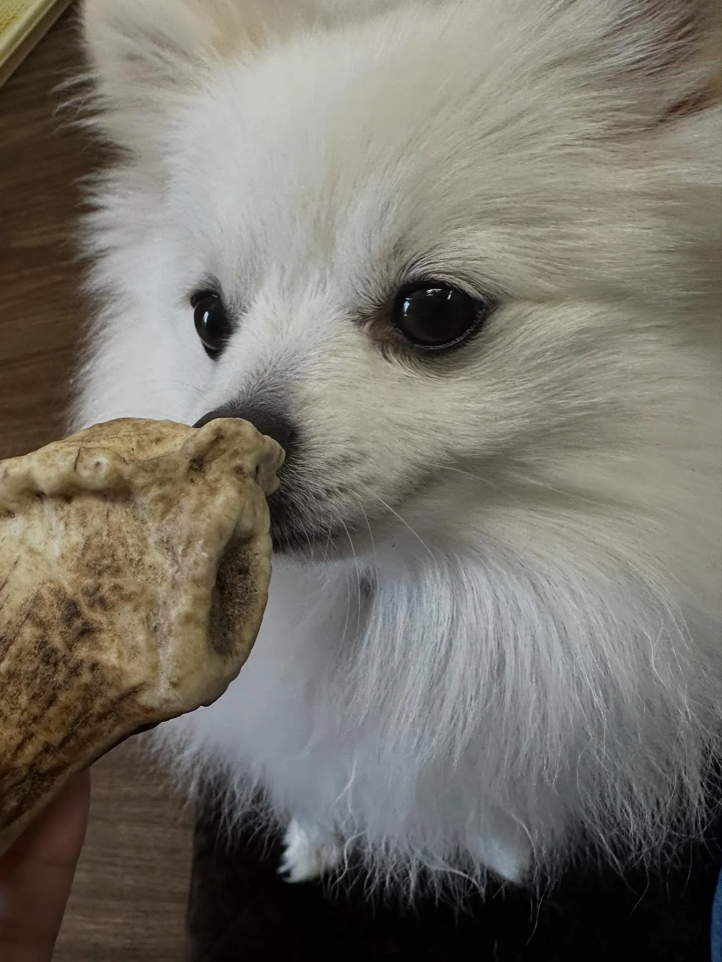 トリミングのセットメニューで来てくれたわんこたち🎶