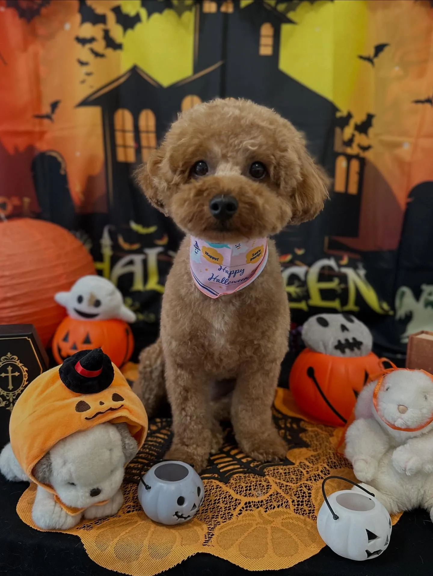 トリミングのセットメニューで来てくれたわんこたち🎶