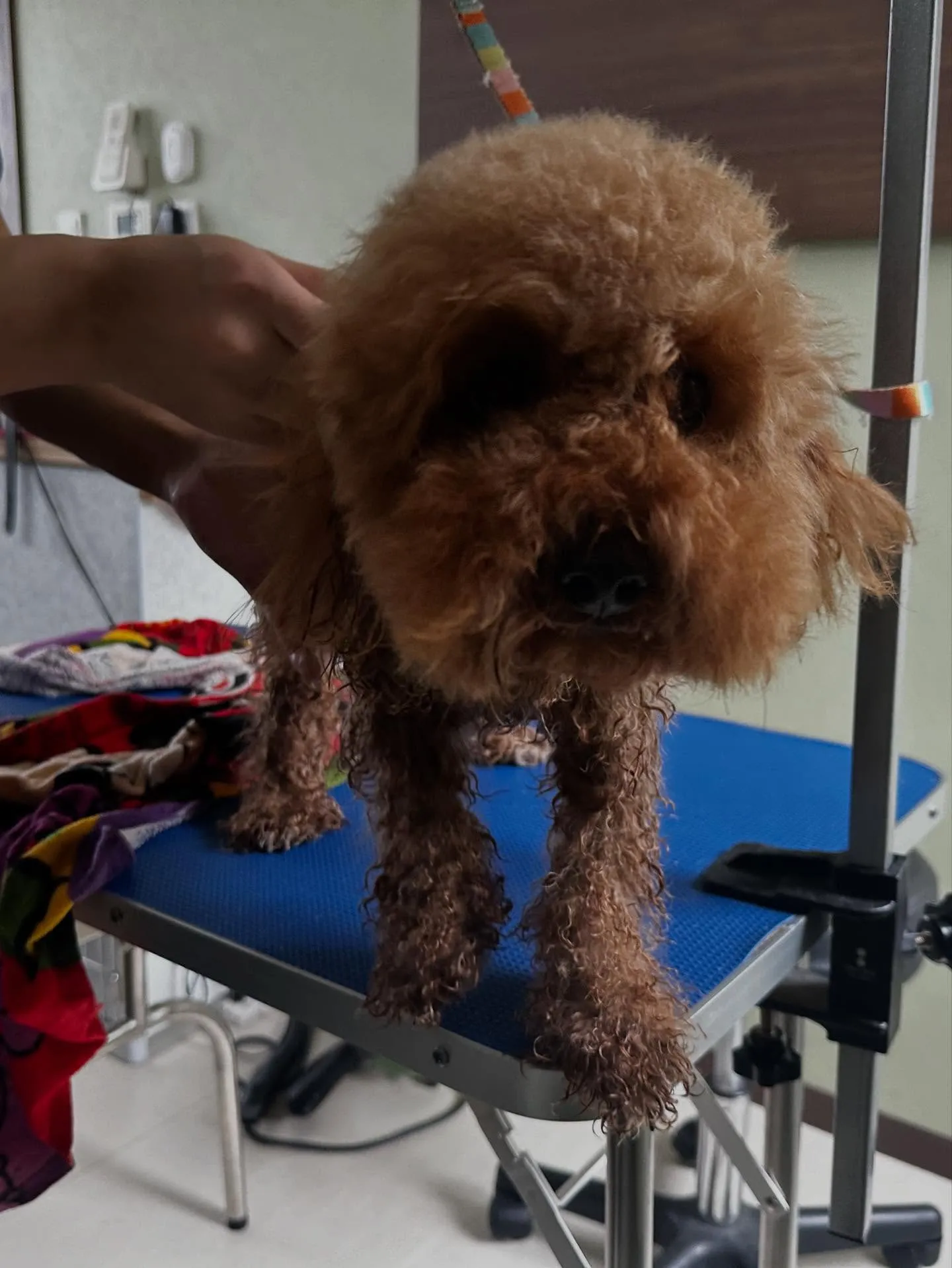 トリミングのセットメニューで来てくれたわんこたち🎶