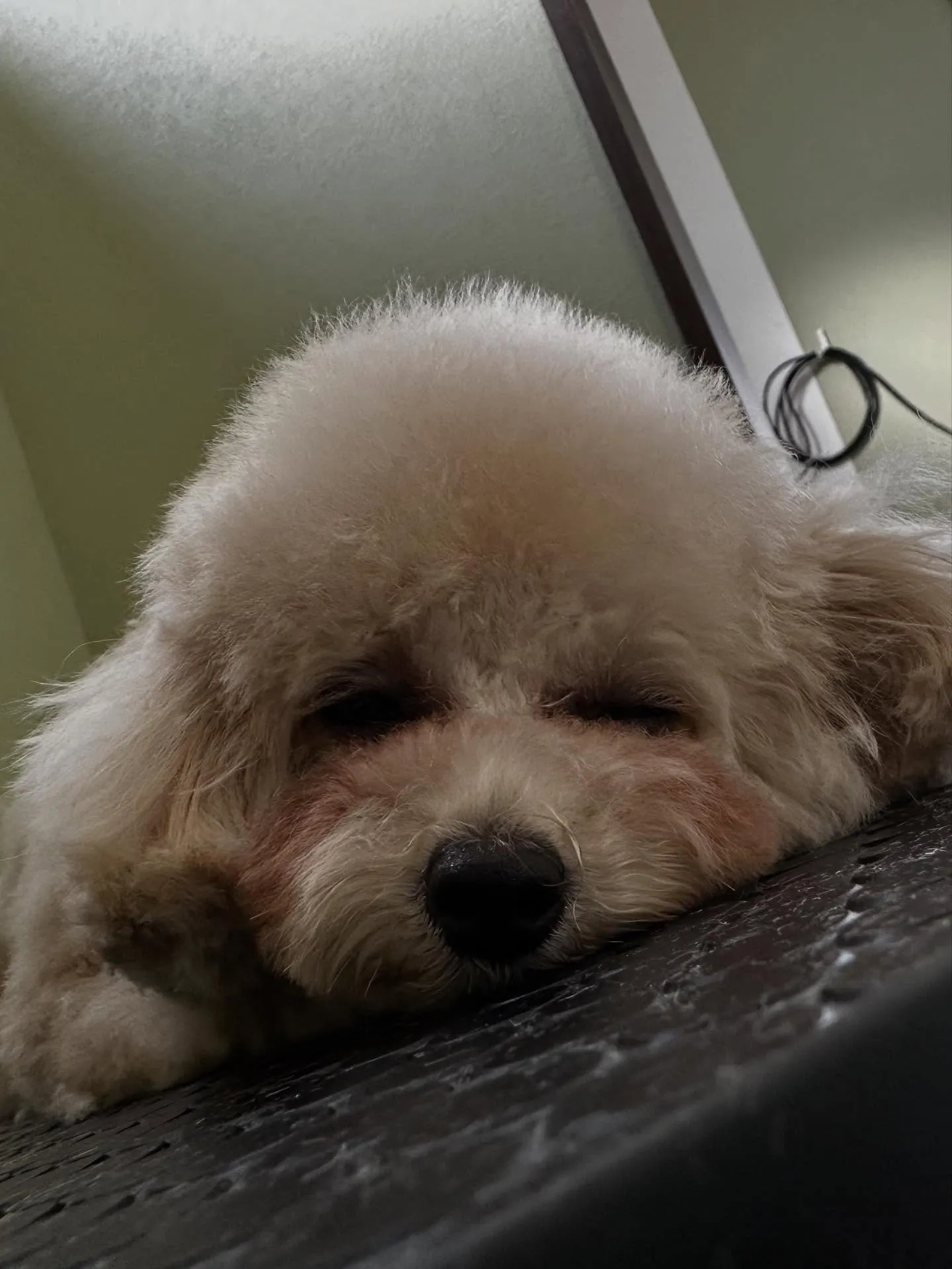 トリミングのセットメニューで来てくれたわんこたち🎶