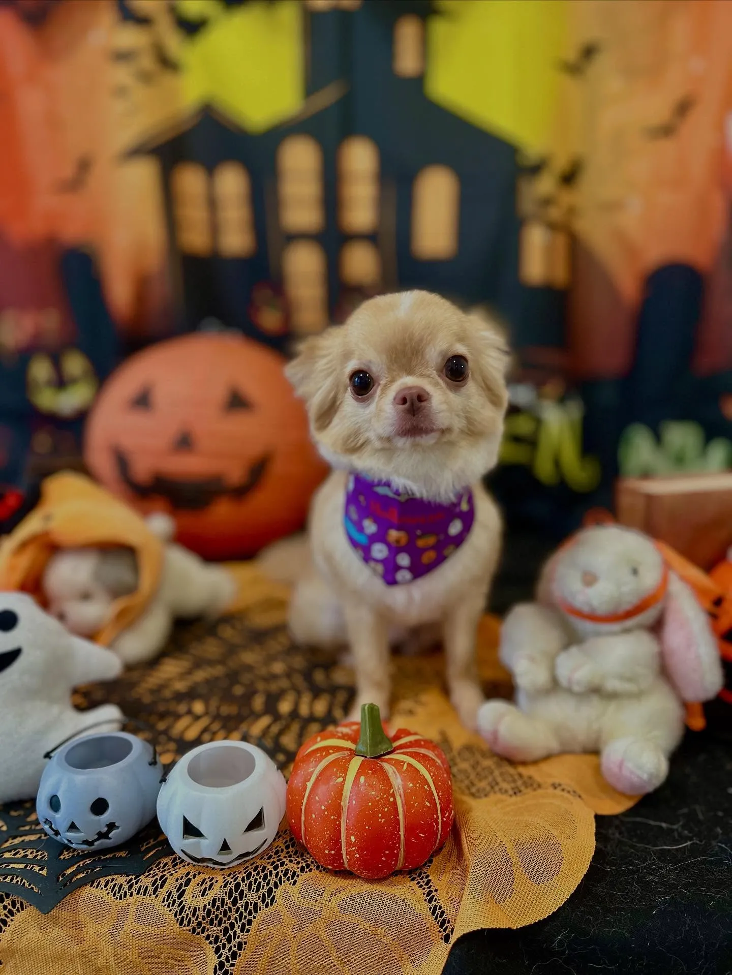 トリミングのセットメニューで来てくれたわんこたち🎶