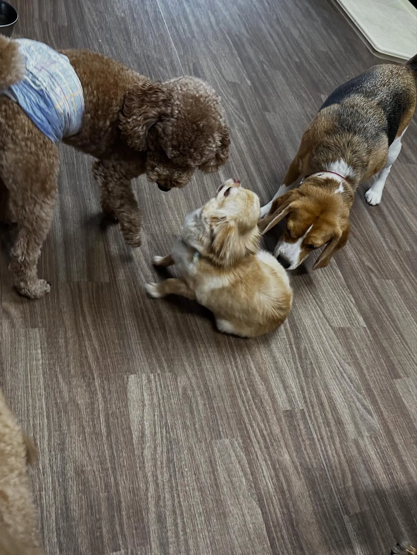 トリミングのセットメニューで来てくれたわんこたち🎶