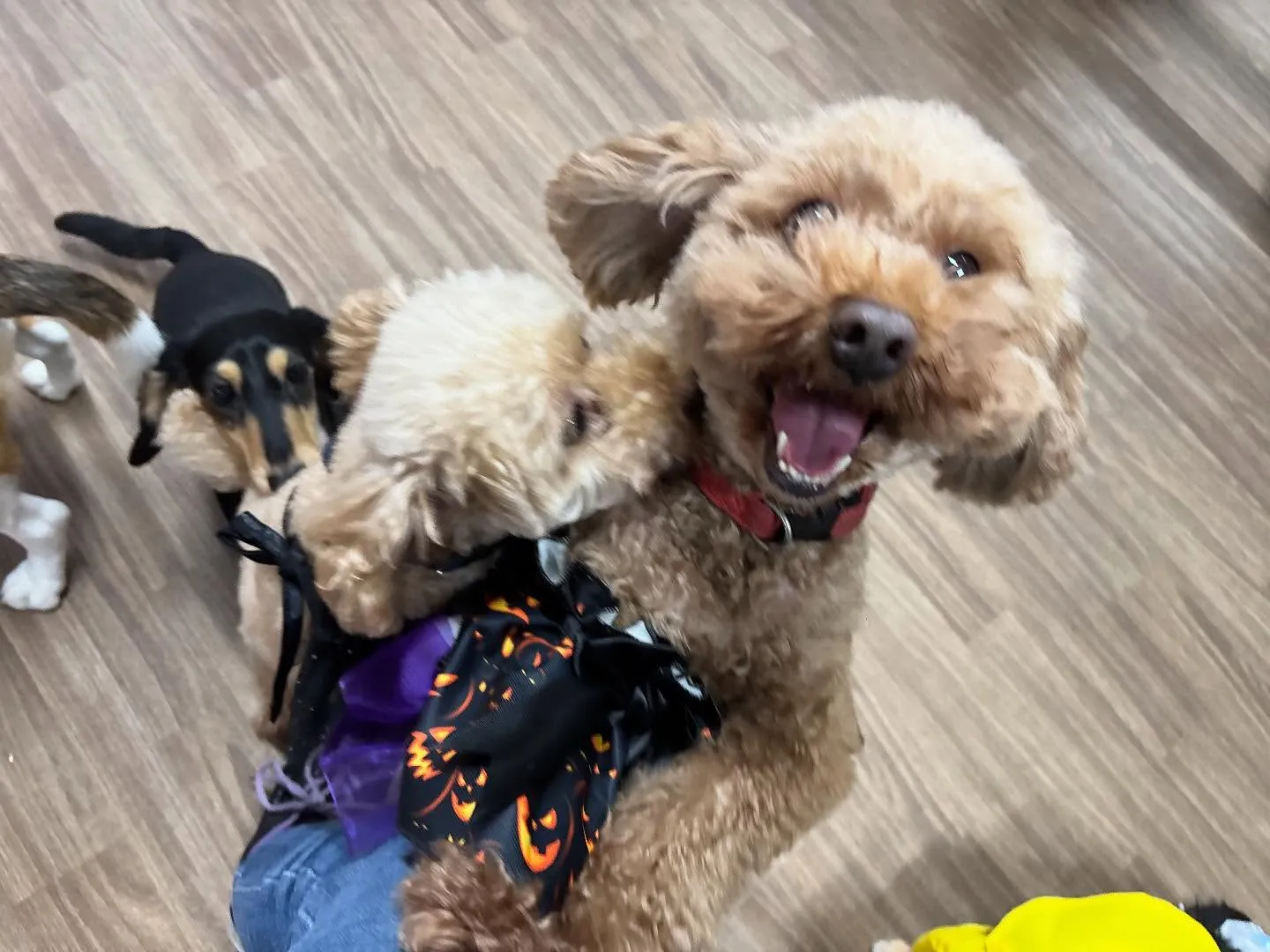 昨日はハロウィンイベント開催日でした🎃