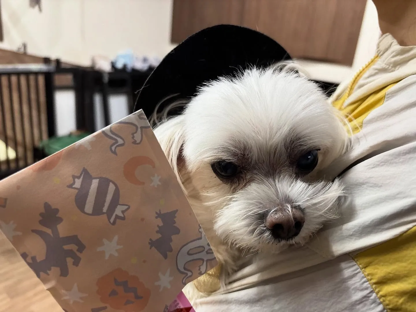 昨日はハロウィンイベント開催日でした🎃