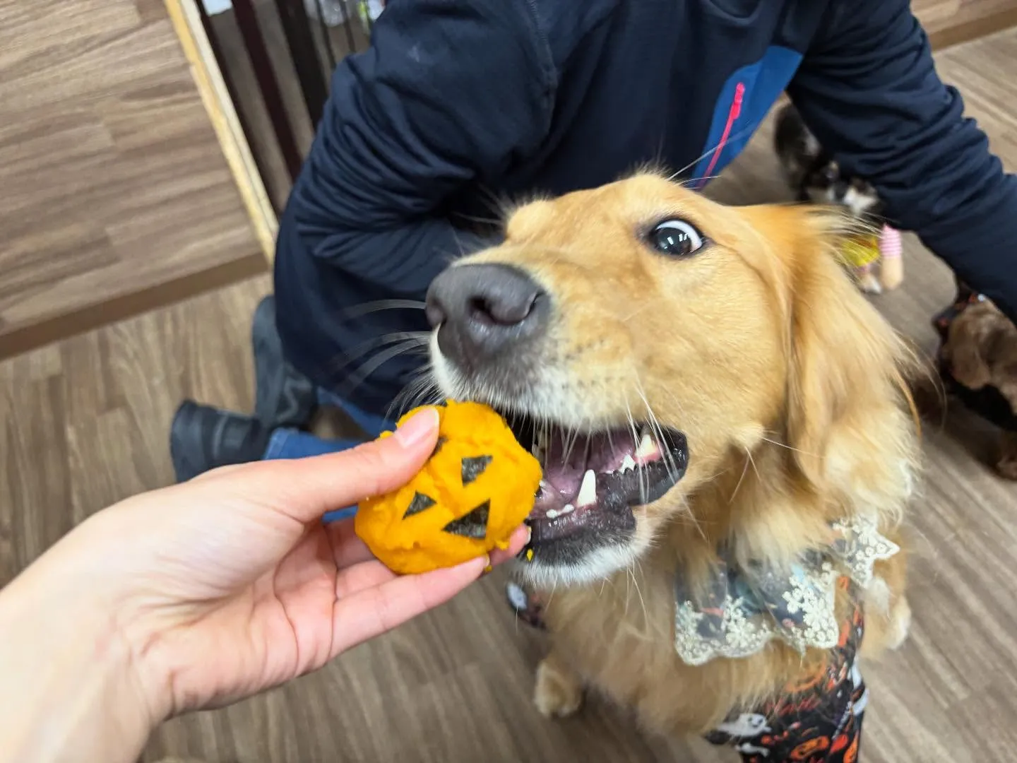 昨日はハロウィンイベント開催日でした🎃