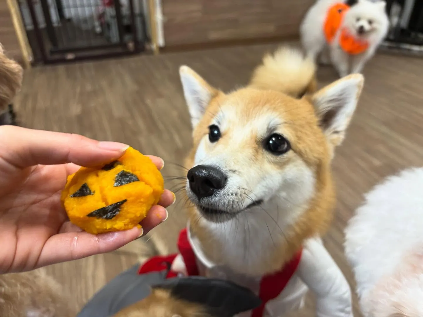 昨日はハロウィンイベント開催日でした🎃