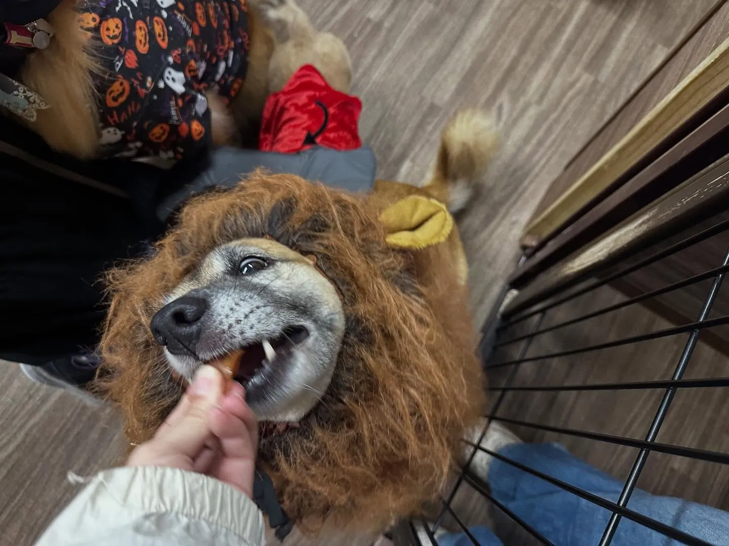 昨日はハロウィンイベント開催日でした🎃