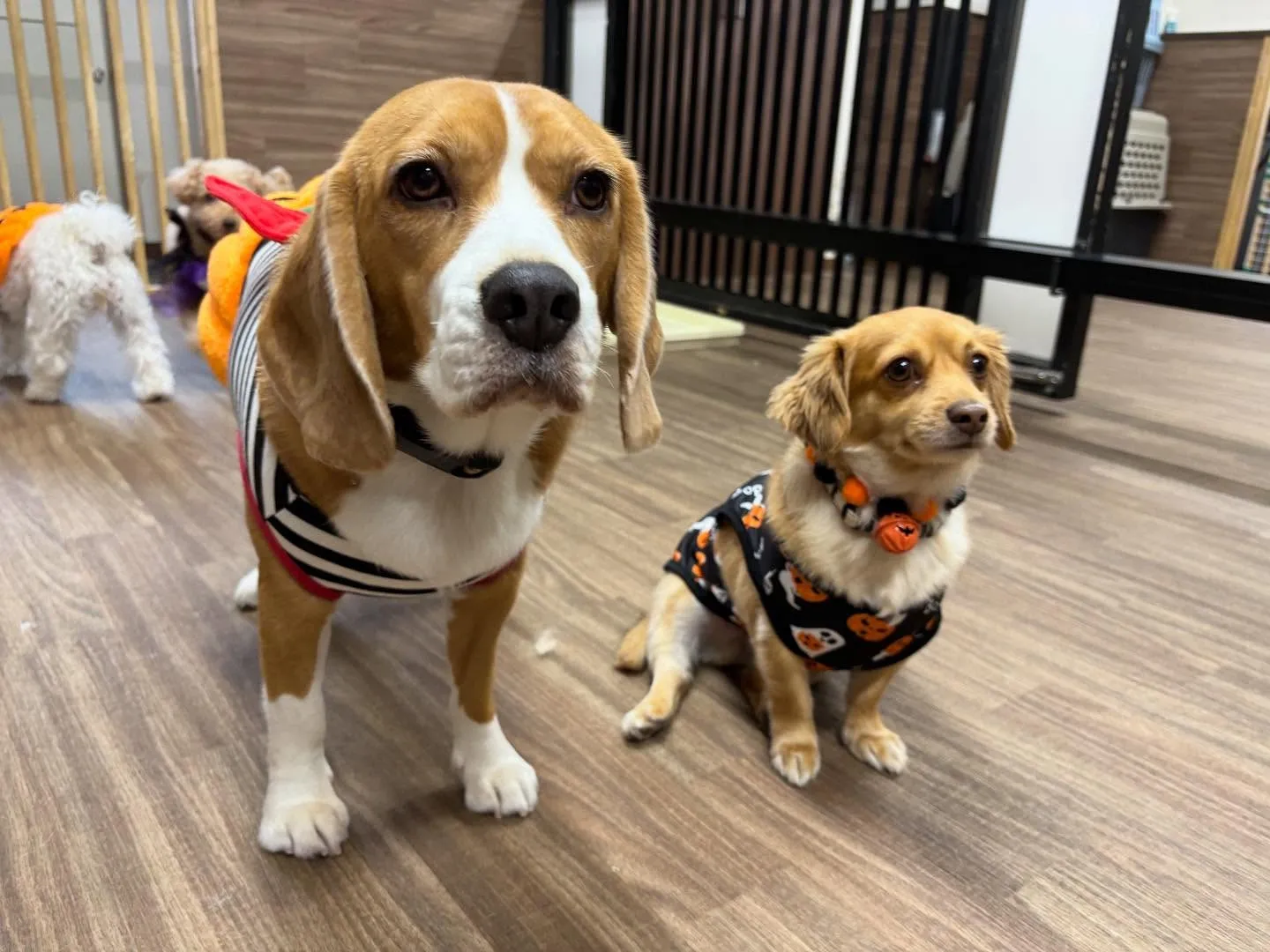 昨日はハロウィンイベント開催日でした🎃