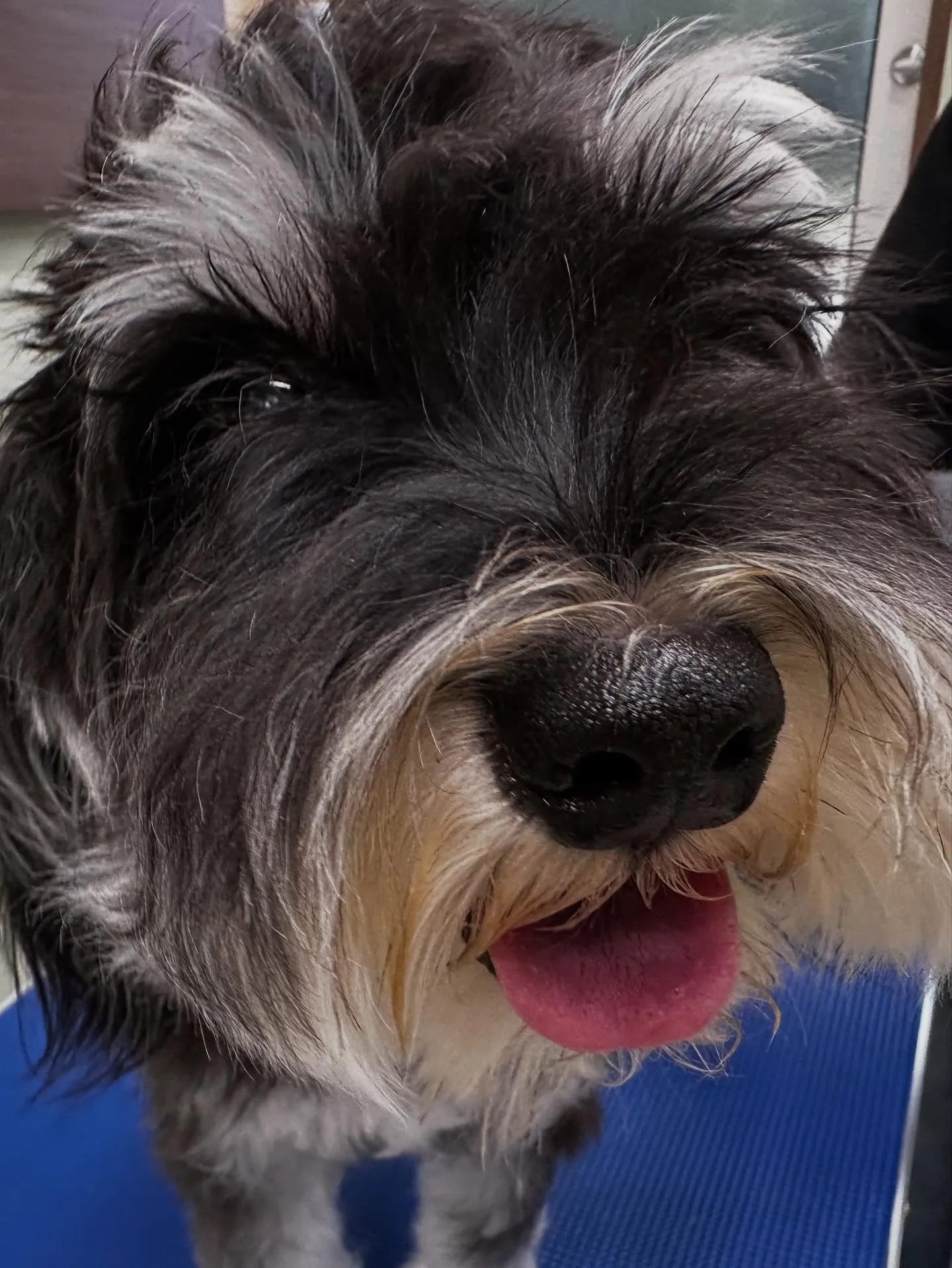 先月アップしきれなかったわんこたちです✂️