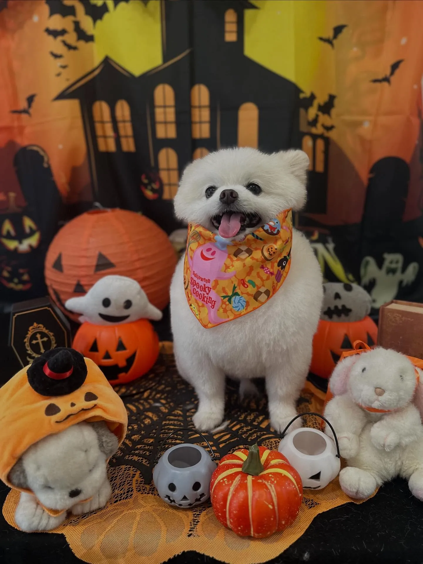 先月アップしきれなかったわんこたちです✂️