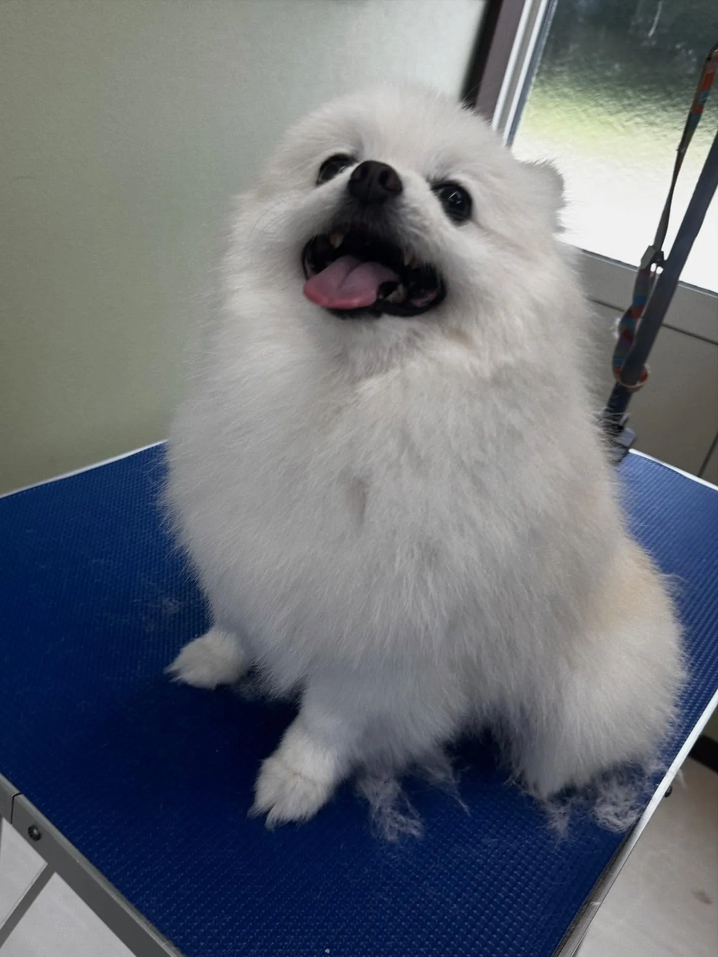 先月アップしきれなかったわんこたちです✂️